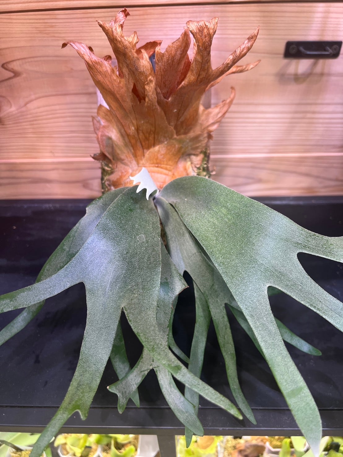 P.veitchii WILD From FA | Plants.Links