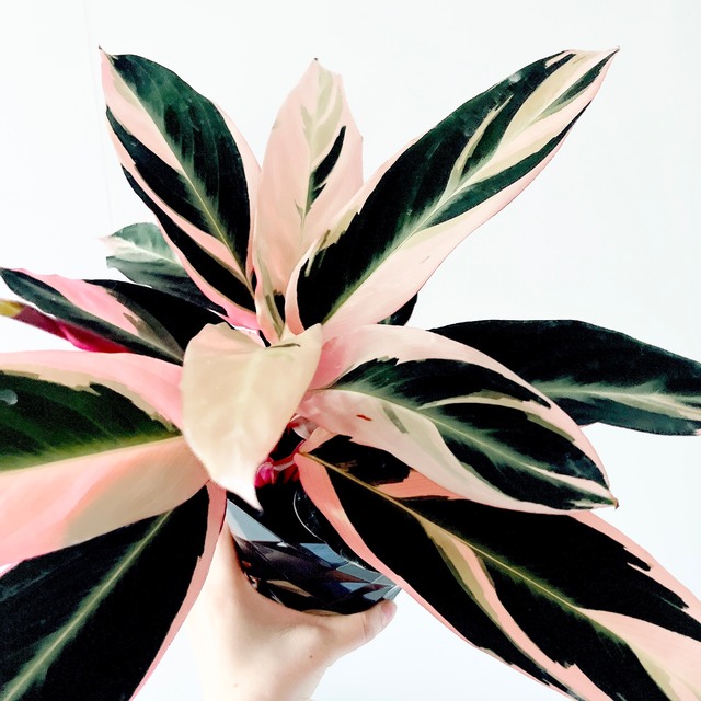 ストロマンテ トリオスター 5号鉢｜トリカラー｜現品販売｜calm cafe