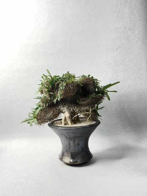 パキポディウム・ラメリー綴化