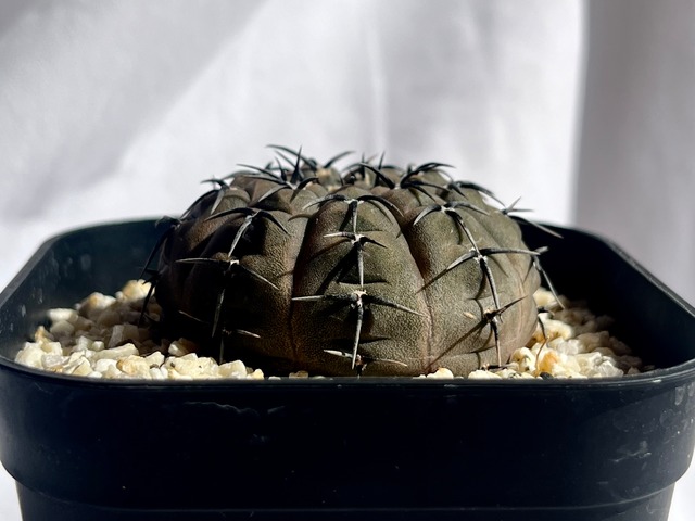 Gymnocalycium asterium　ギムノカリキウム　黒刺鳳頭　サボテン