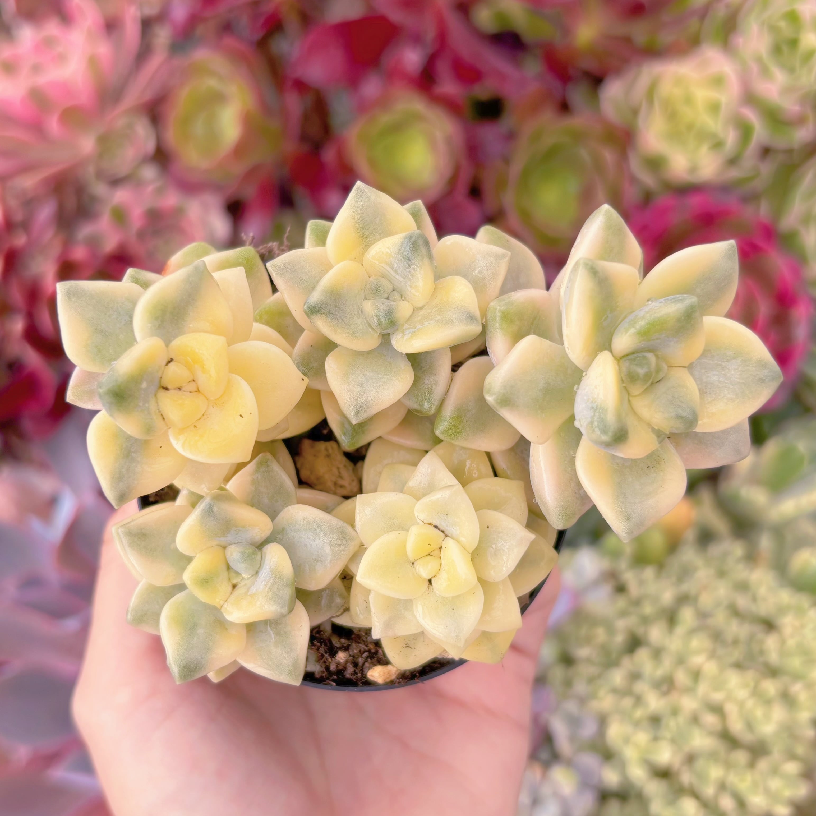 現品　杏子美人錦#857　るる農園