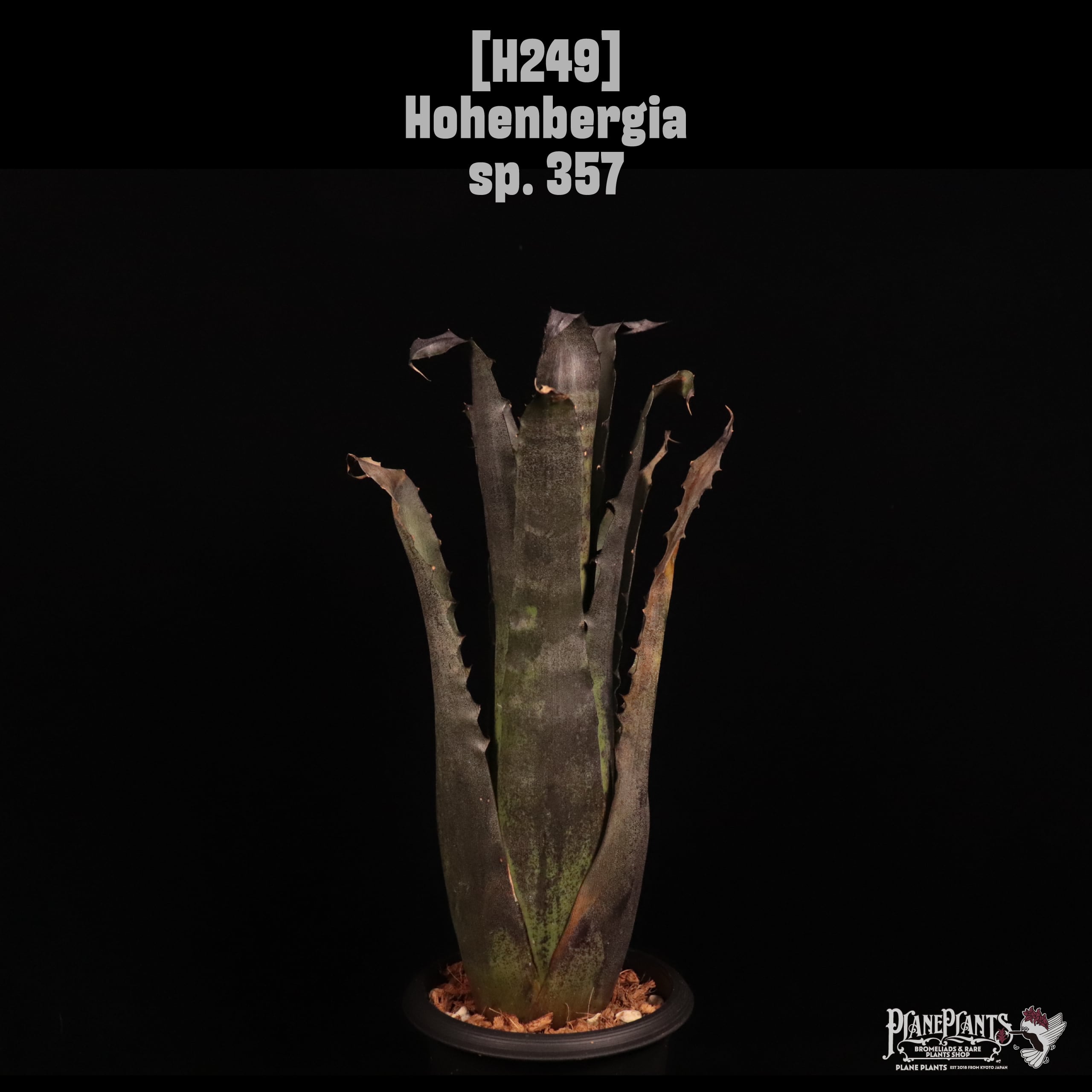 Hohenbergia sp. 357〔ホヘンベルギア〕H249