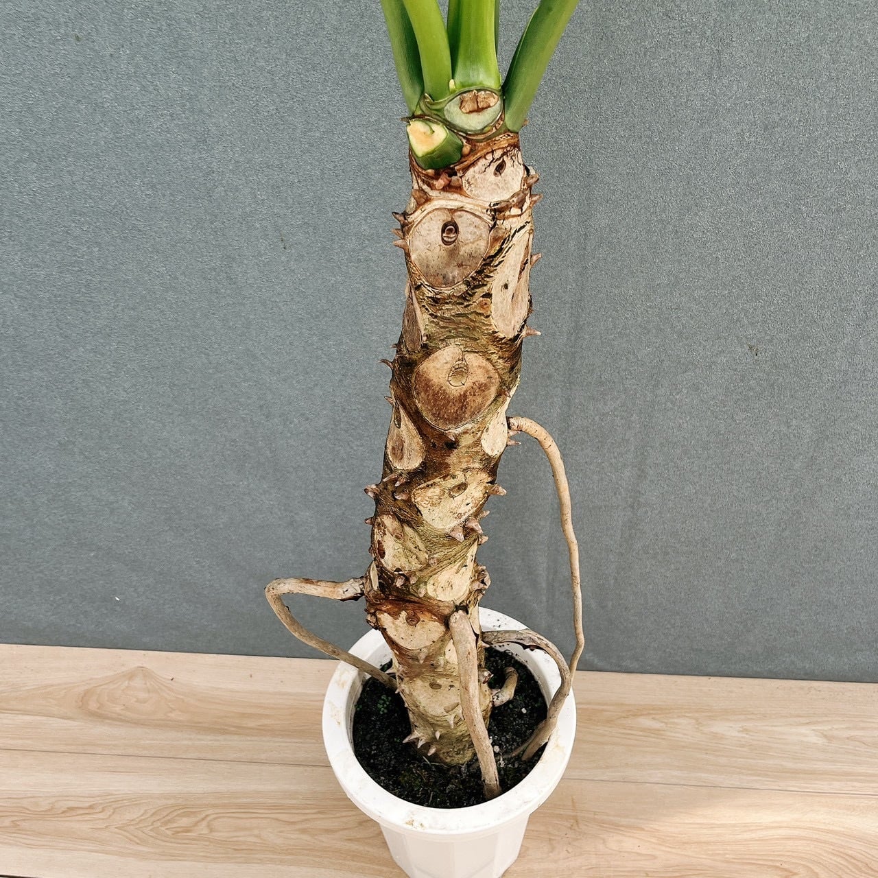 現品］9番 フィロデンドロン セローム 幹上がり 8号 観葉植物 大型