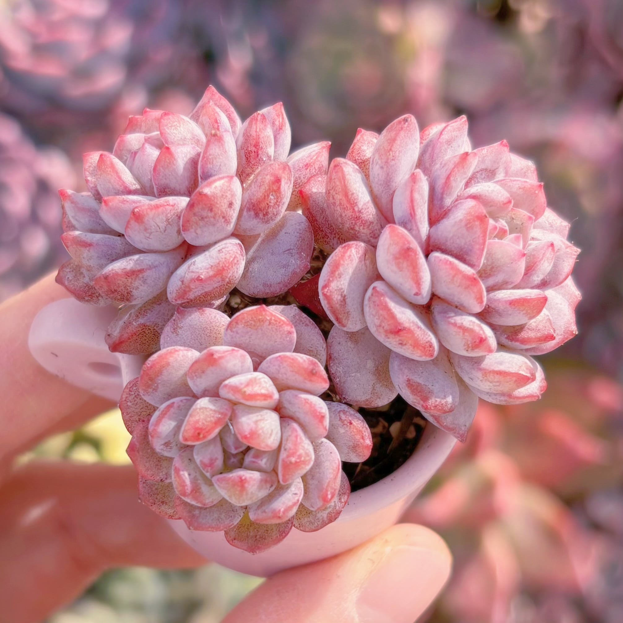 多肉植物　Red Snow　群生　新入荷　るる農園