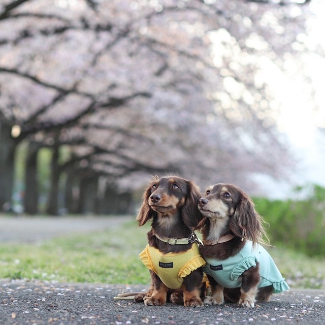フリルカットソー