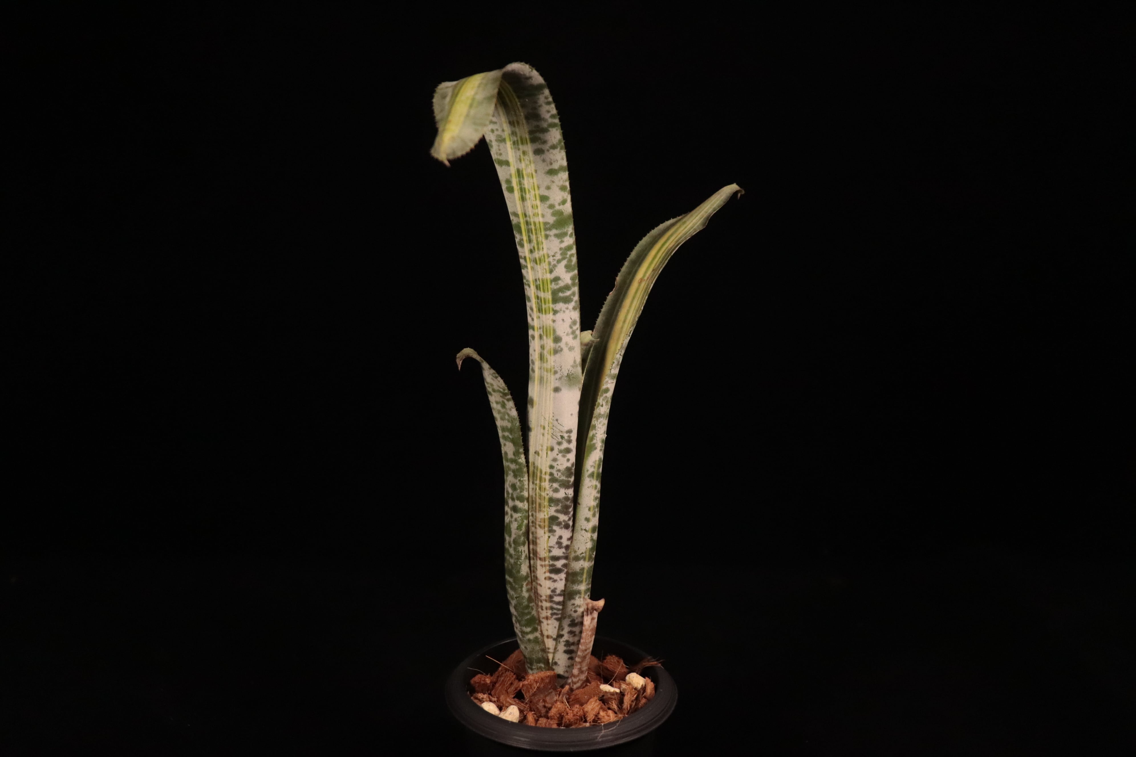Quesnelia 'Rafael Oliveira'〔ケスネリア〕Q40 | plane plants
