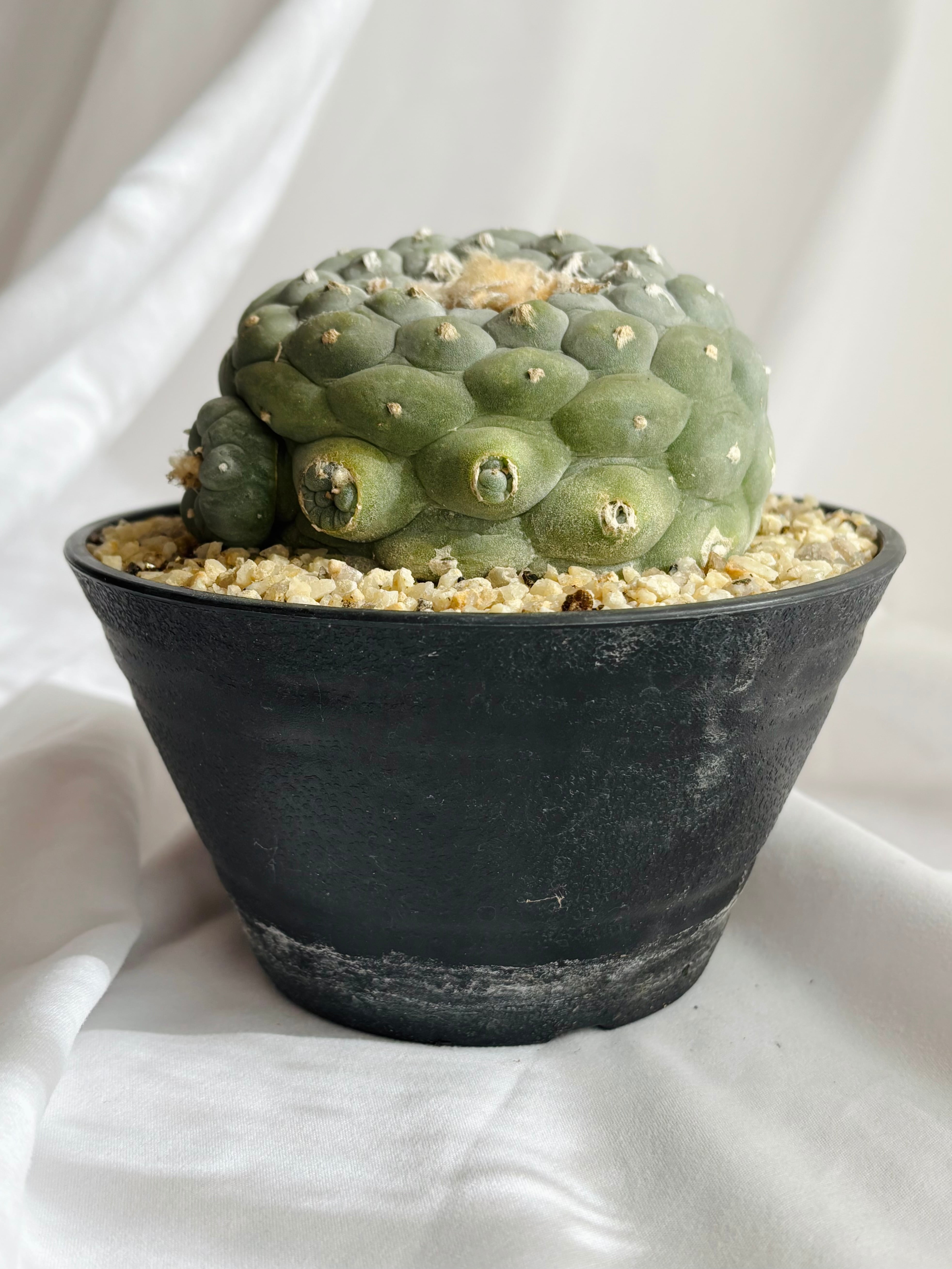 サボテン　小疣銀冠玉群生 サボテン 小疣銀冠玉群生