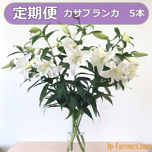 送料無料　JP-Farmersが贈る　お供え花の定期便　カサブランカ5本