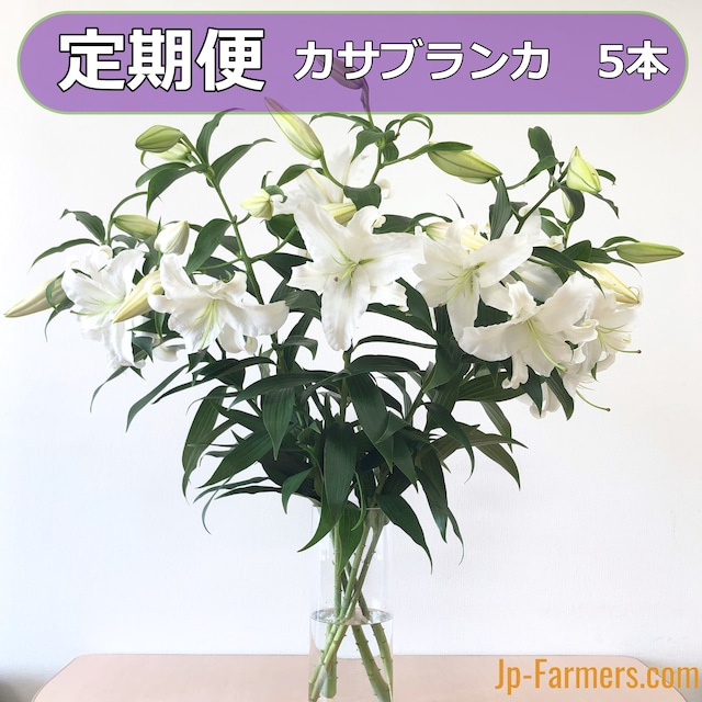 送料無料　JP-Farmersが贈る　お供え花の定期便　カサブランカ5本