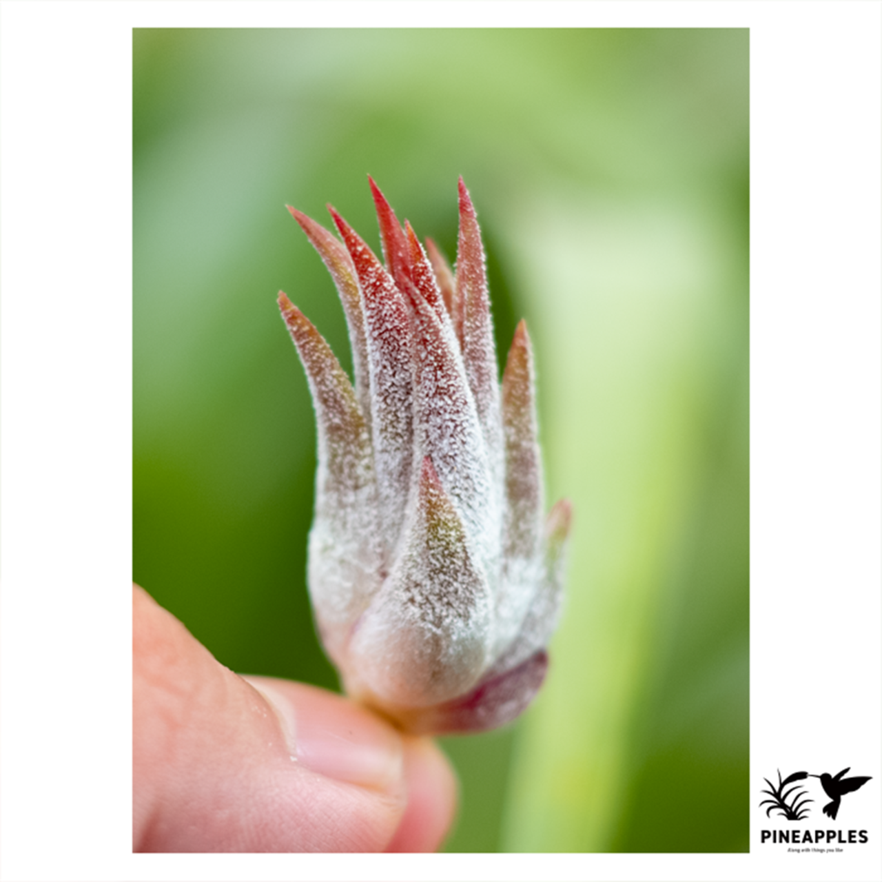Tillandsia ionantha 'Maxima' (From Jerry Domingo) - 1