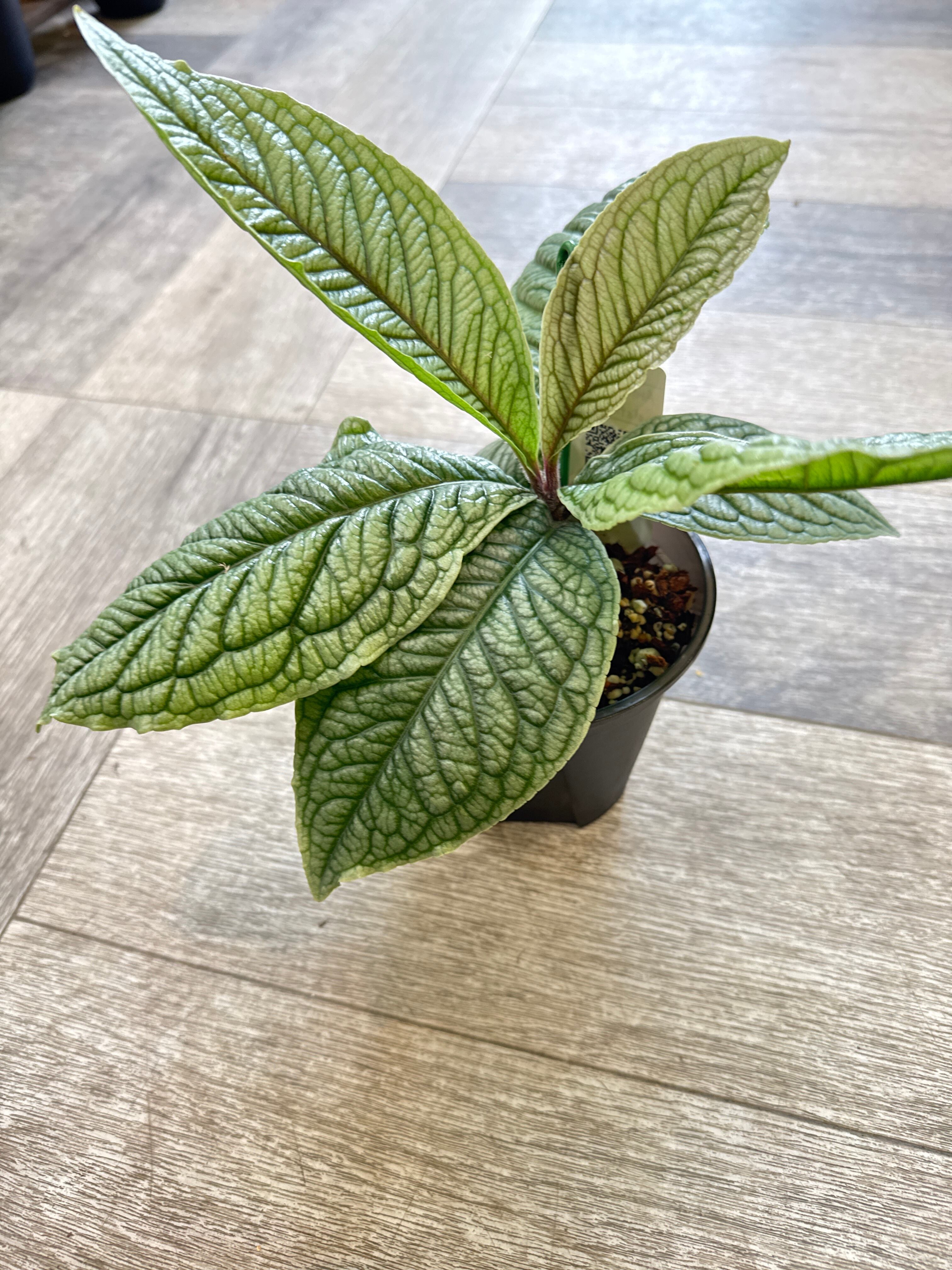Ardisia platinum / アルディシア プラチナム | Gardenえん 【観葉熱帯