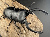 【WD】《インターメディアツヤクワガタ ガントン産 90mm ペア》