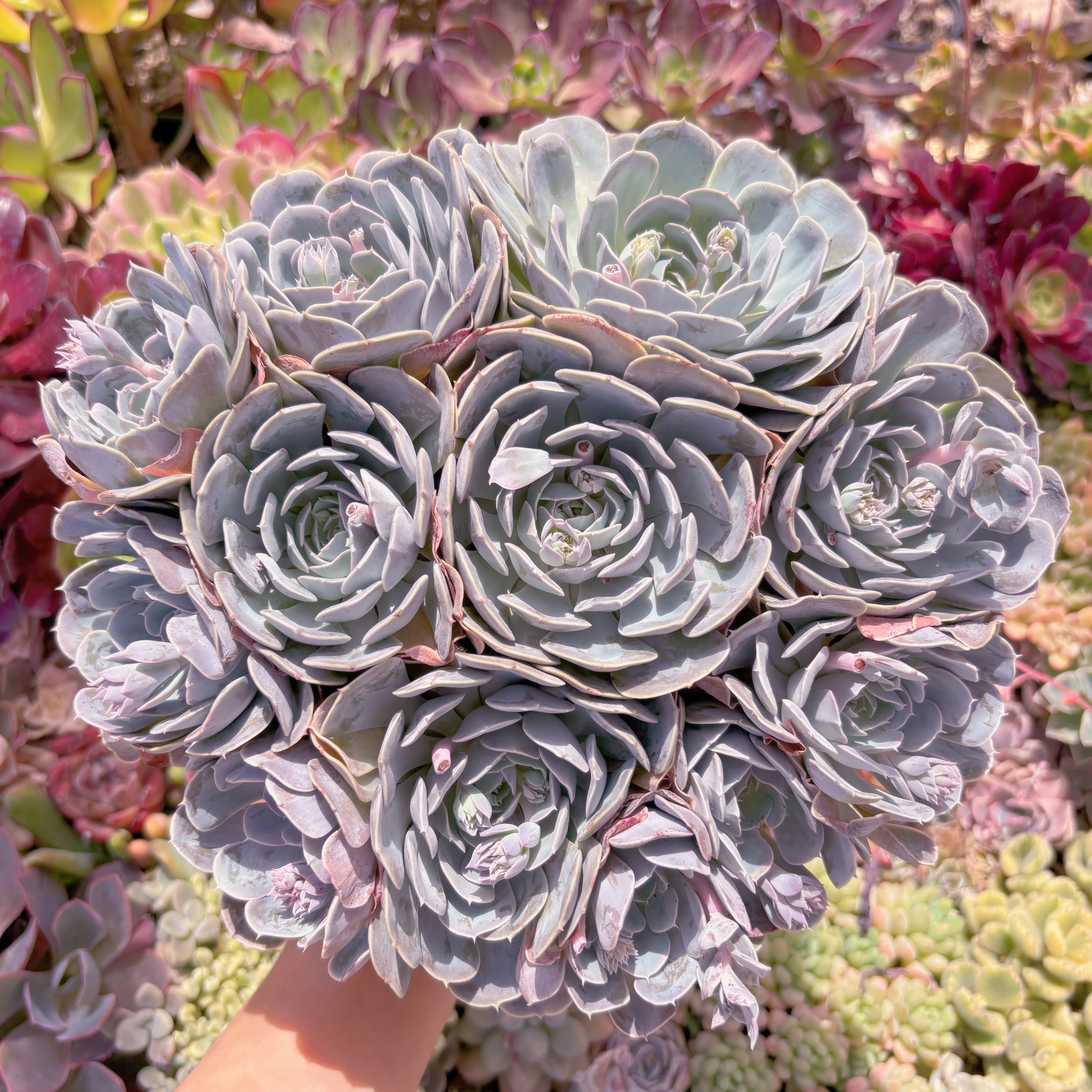 現品　天賜#532　特特大群生　直径約28cm新入荷　るる農園