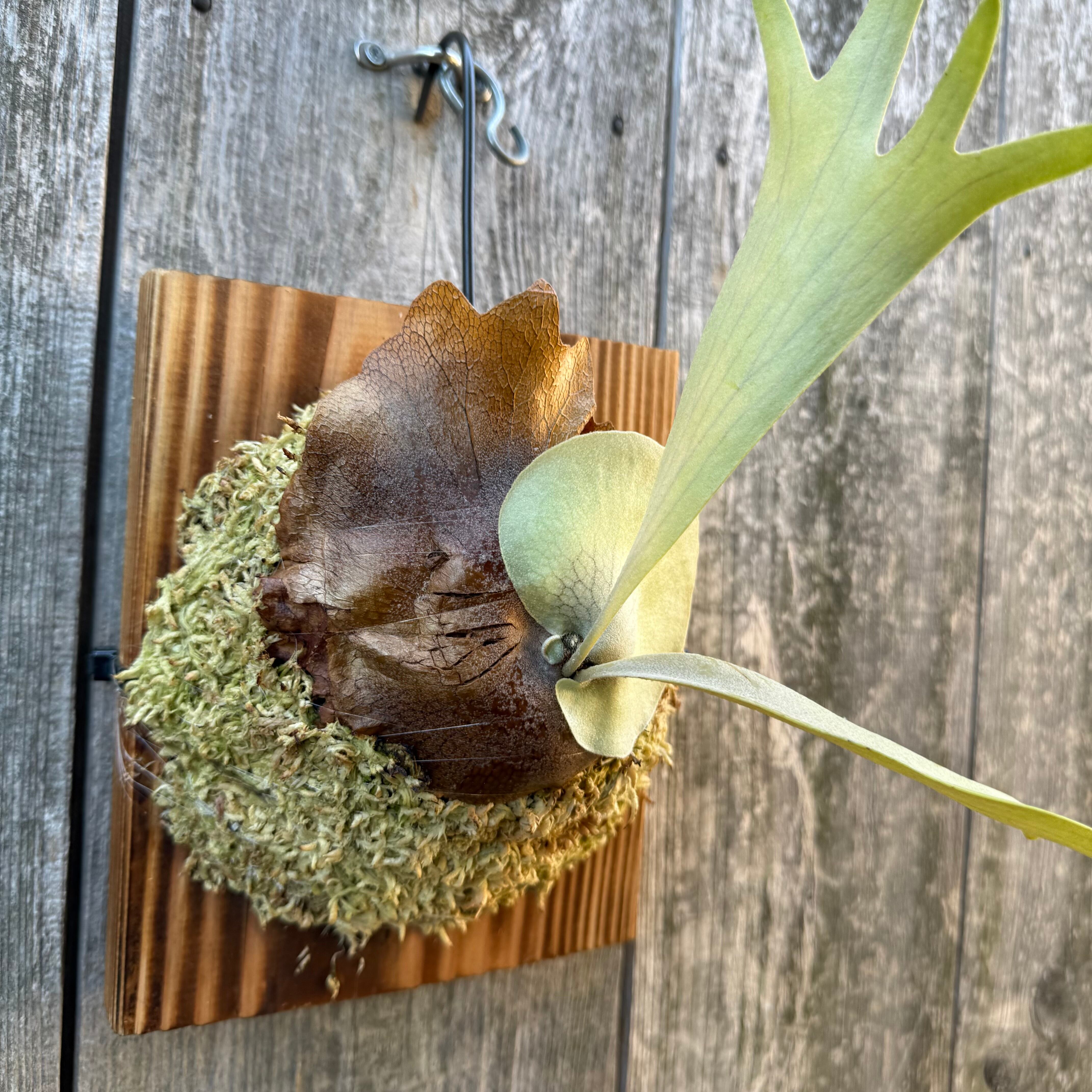 P. hillii cv. Miss Moana (pup) | naturefix