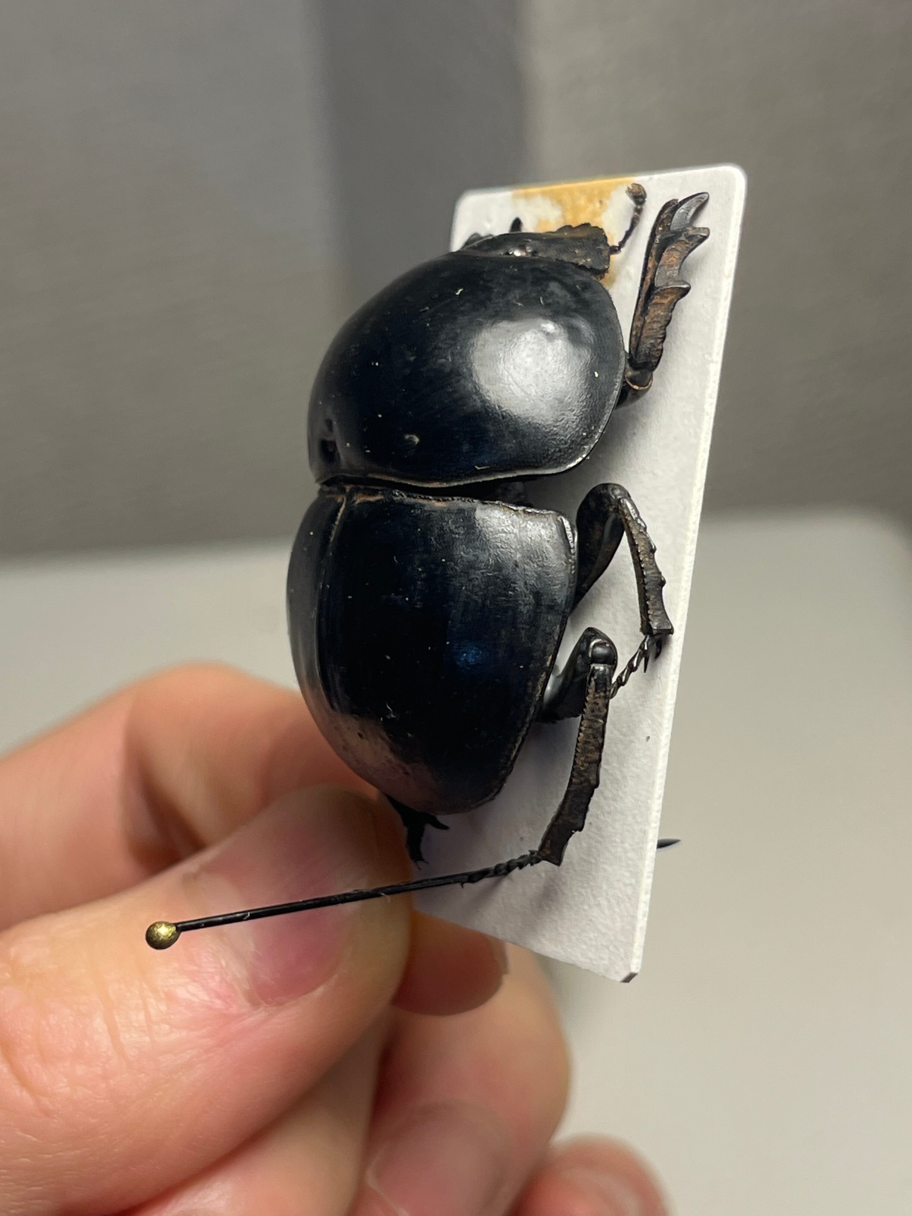 未展足38mm】ピンポンタマオシコガネ 飛べないフンコロガシ オオニジ