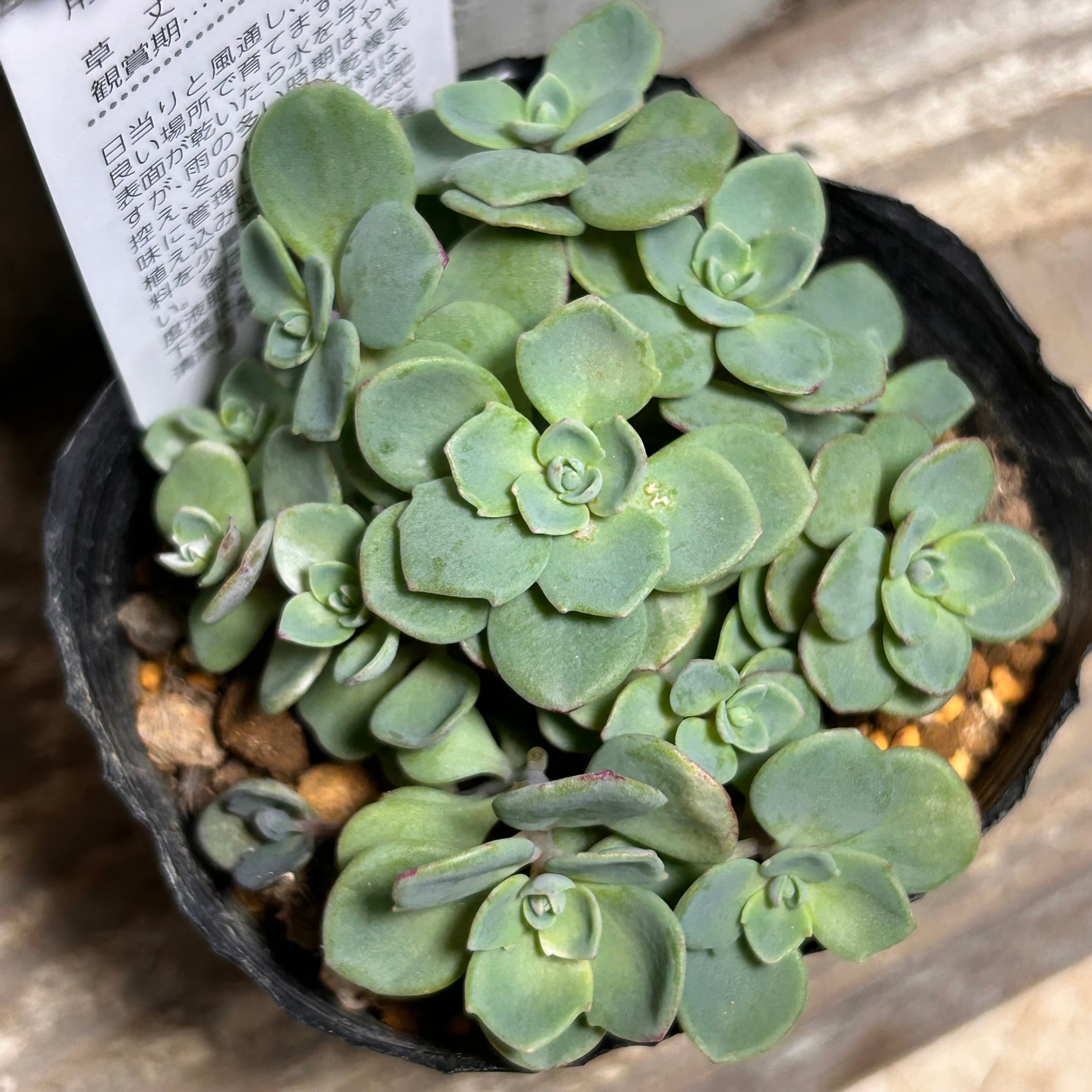 T)白鳳錦(アエオニウム) | RuPo 多肉植物専門店
