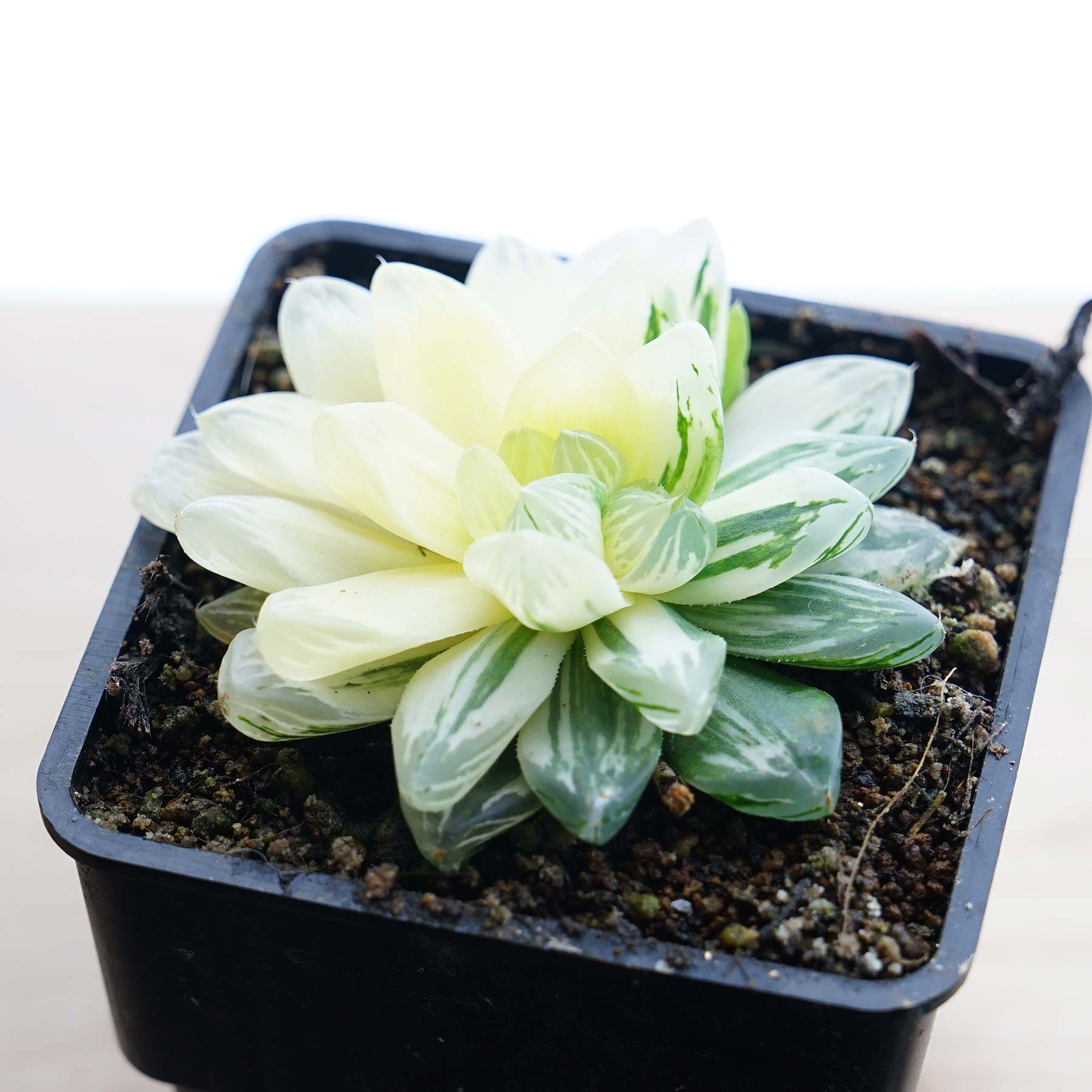 多肉植物 ハオルチア オリジナル交配実生苗 オブツーサ錦黄色斑交配