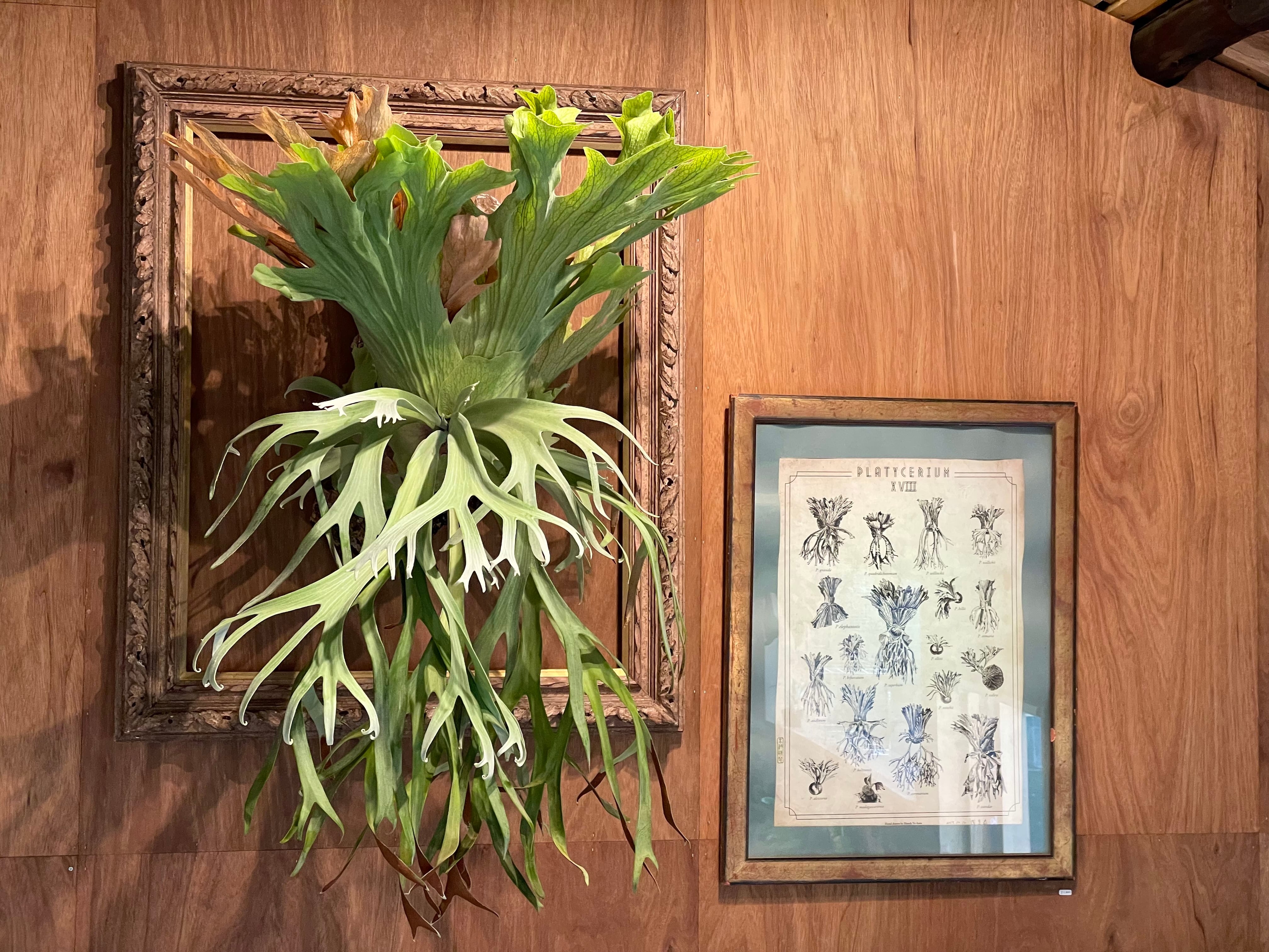 Platycerium_ビカクシダ | vandaka plants