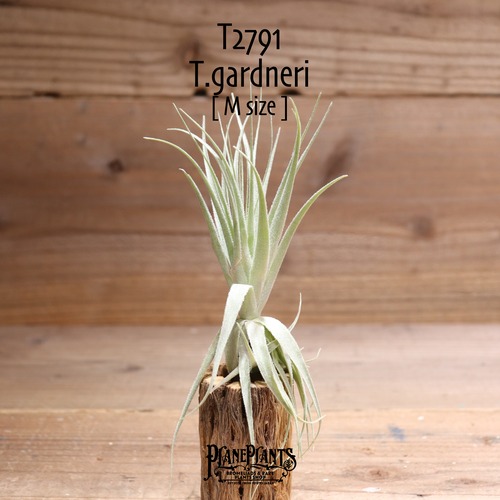 【送料無料】gardneri S〔エアプランツ〕現品発送T2791