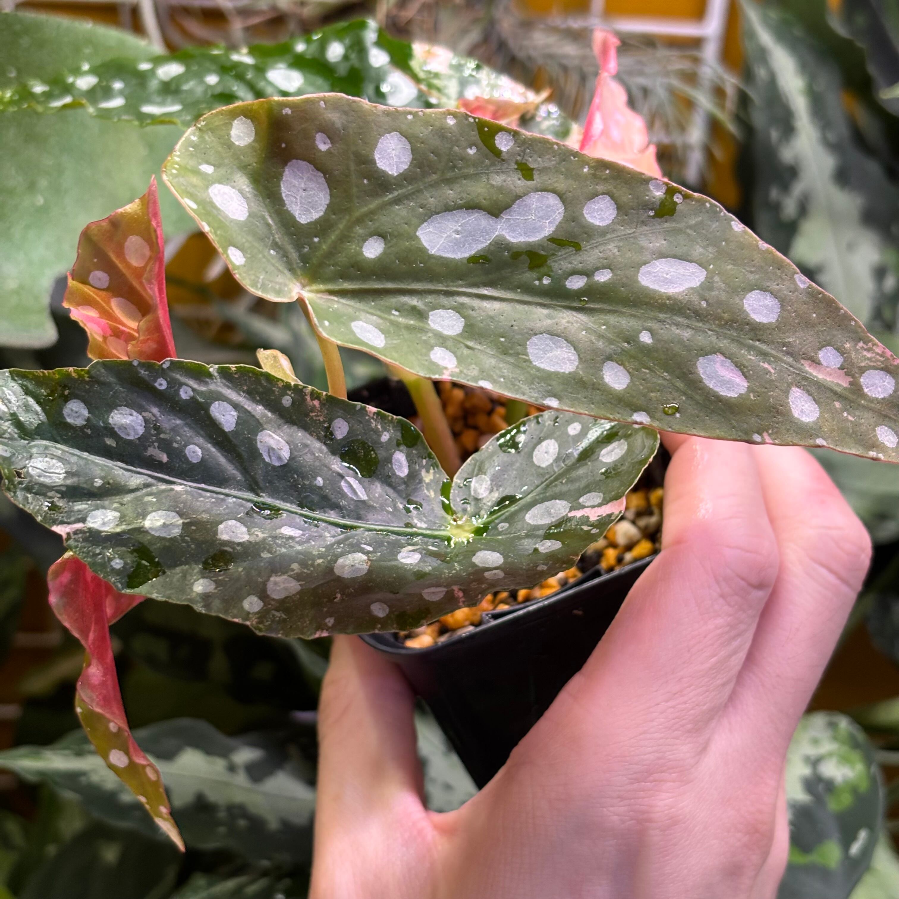 極美　Begonia maculata 斑入り 2芽 ベゴニア　マクラータ Begonia maculata 'Pink Variegated' ベゴニア マクラータ 斑入り