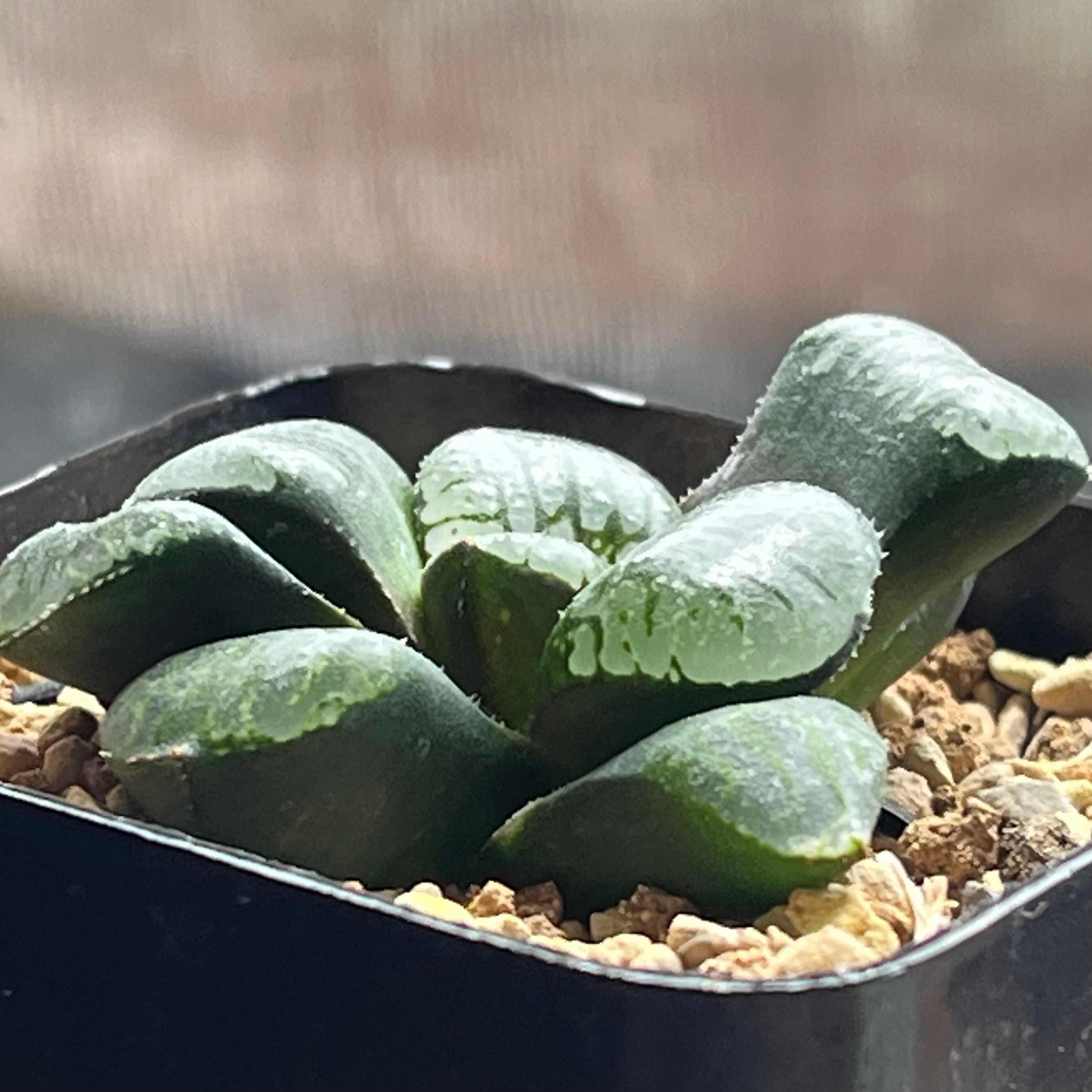 ハオルチア 水魔神 | mocono_plants