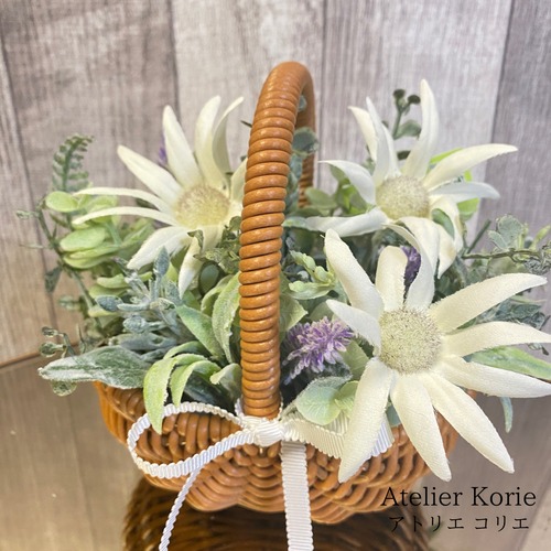 カタリーヌフラワー　フランネルフラワー&ラベンダー