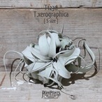 【送料無料】キセログラフィカ S 〔エアプランツ〕現品発送T1230