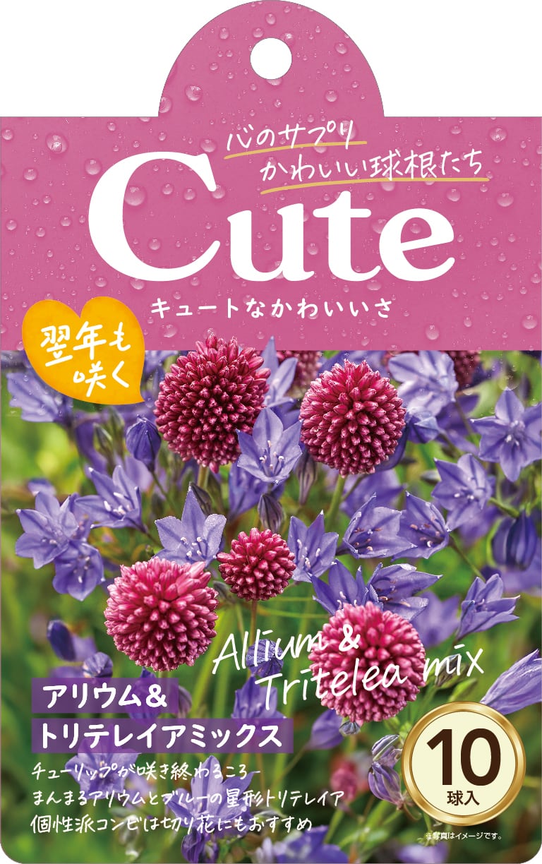 球根 Cuteシリーズ 【アリウム & トリテレイア ミックス】are [サイズ