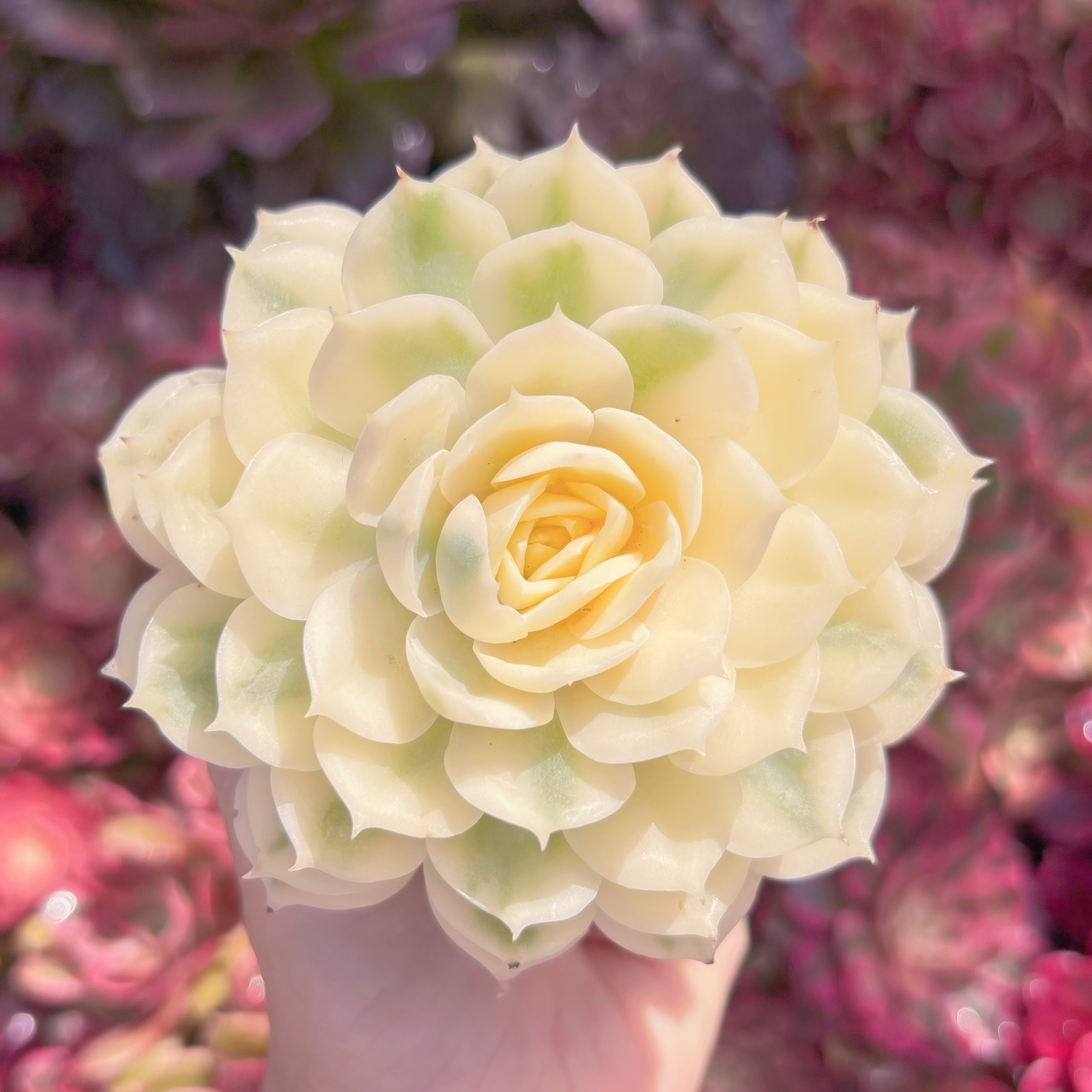 現品　オンスロー錦#M282　新入荷　るる農園