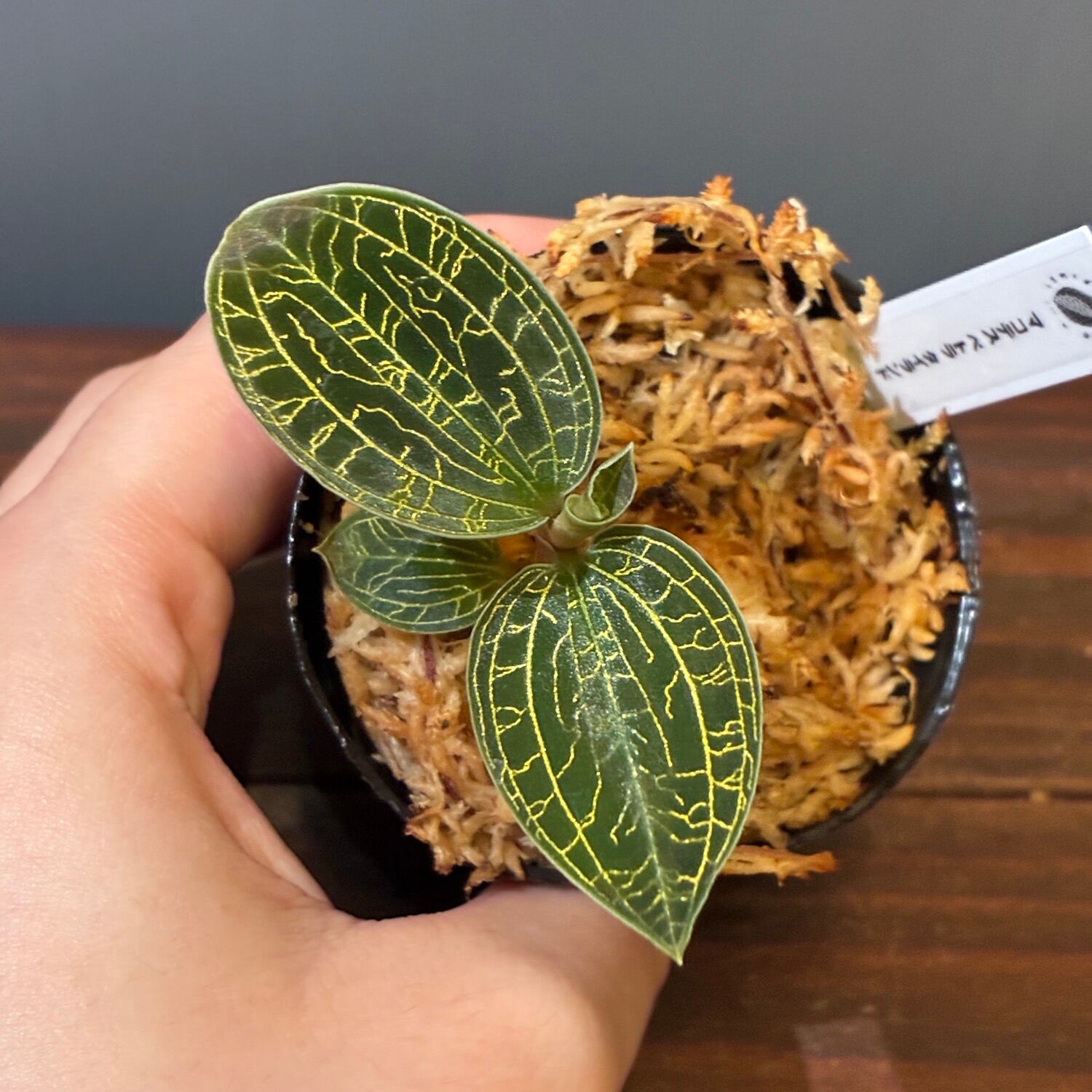 ジュエルオーキッド マコデス ペトラ タイランド【205】 | PROTOLEAF