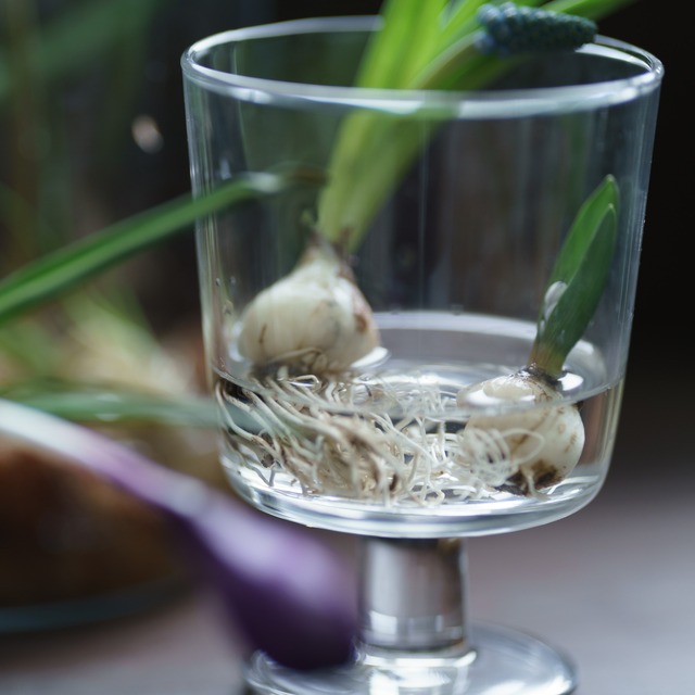 【秋田・富山産】春を呼ぶ 5種の球根アソート（水耕栽培ガイド・動画解説付き）