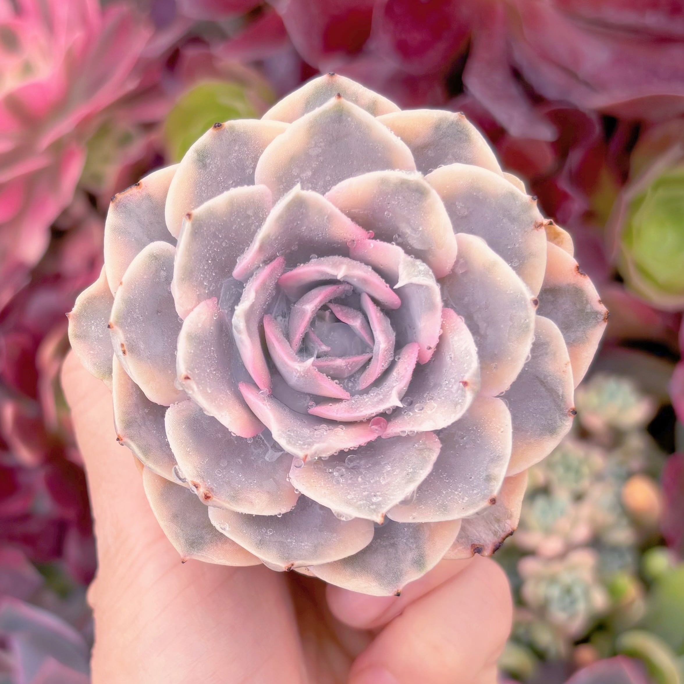 現品　ルヨンニー錦#638　るる農園