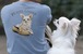 Chihuahua Ivy Loafer Tee