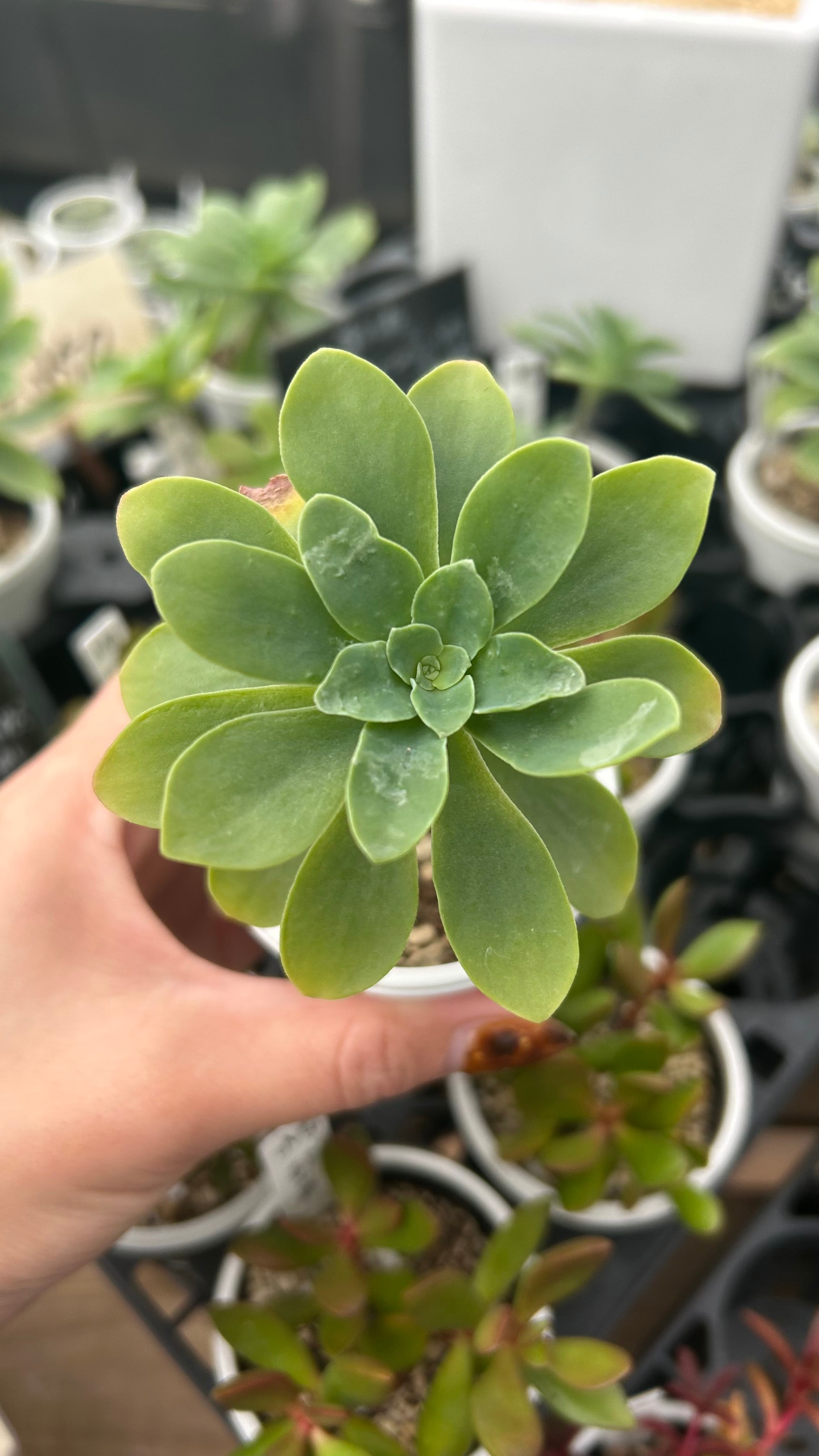 多肉植物 アエオニウム 孔雀白錦 美苗 #孔3 | Pay ID