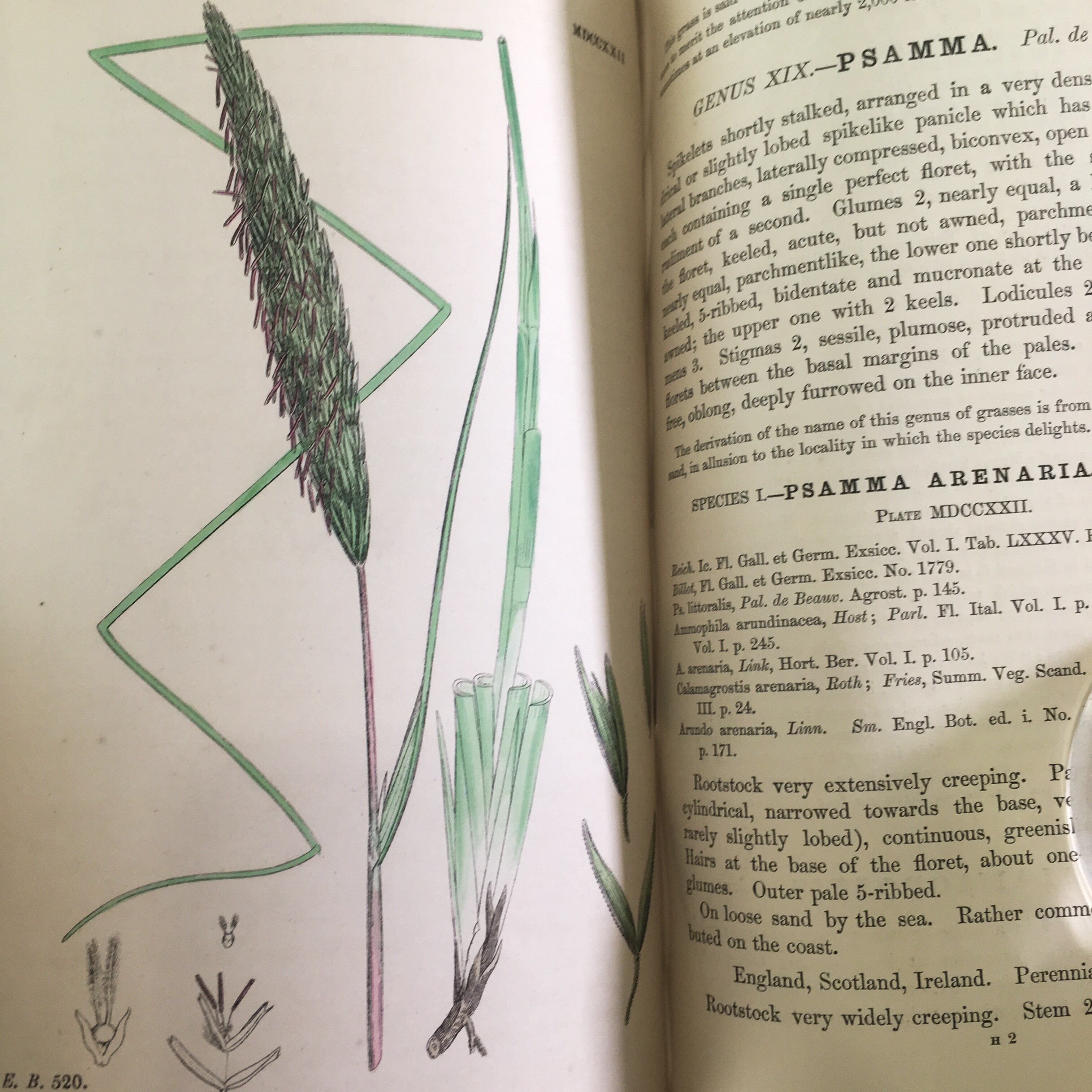 植物画 Sowerby English Botany イギリス 英国 植物図鑑 Vol 11 1872年 銅版画手彩色 カラープレート138枚 ボタニカルアート 博物画 Www Weblime Pt