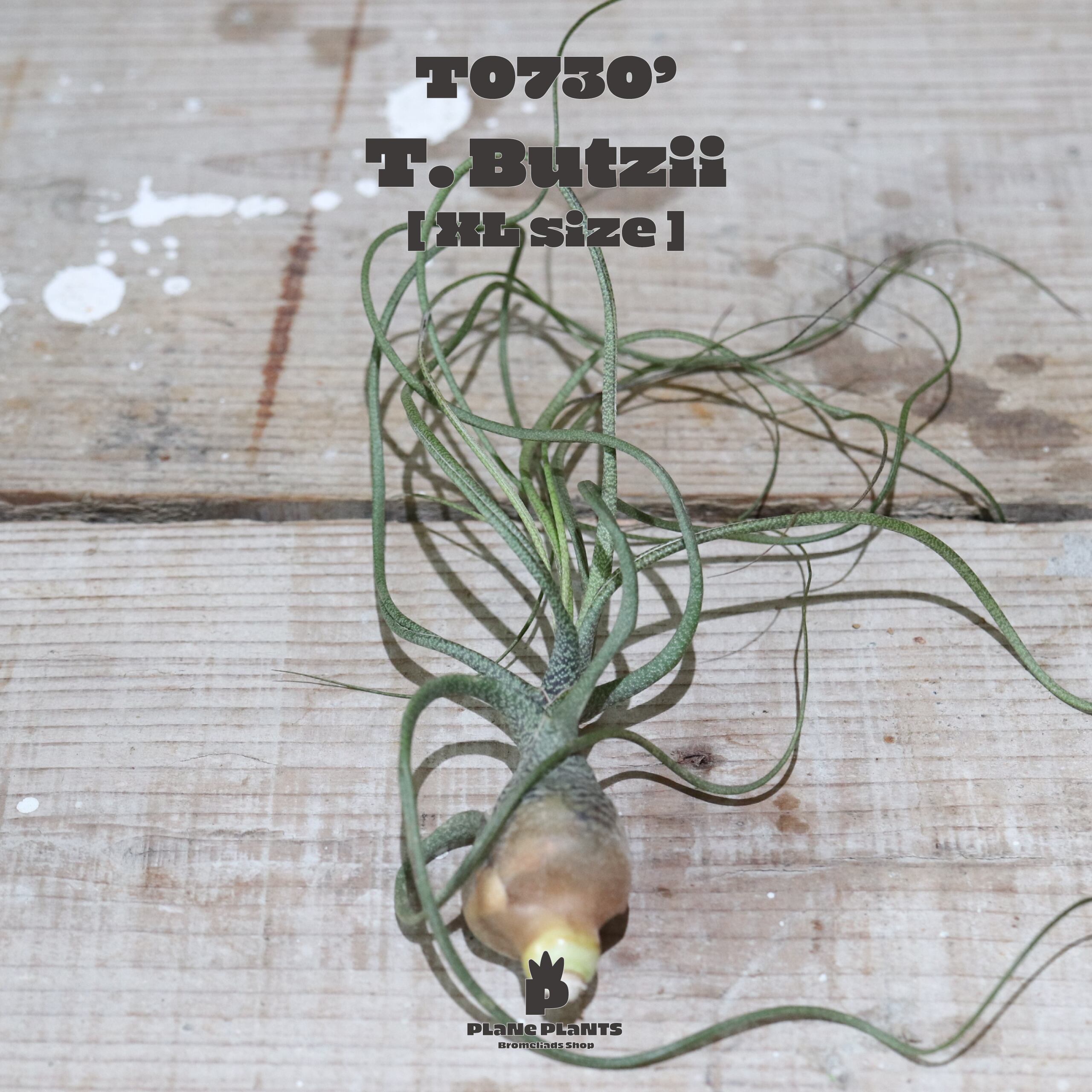 【送料無料】ブッツィーXL 〔エアプランツ〕現品発送T0730'