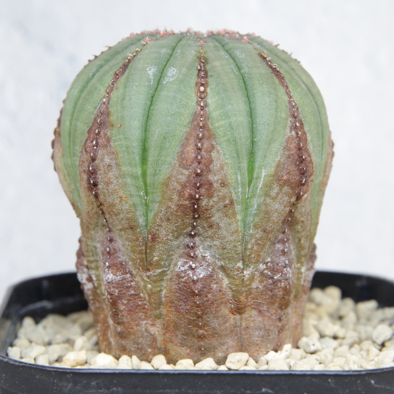 メス株 木質化 美模様 異型 オベサ / ユーフォルビア | LIGHTHOUSE