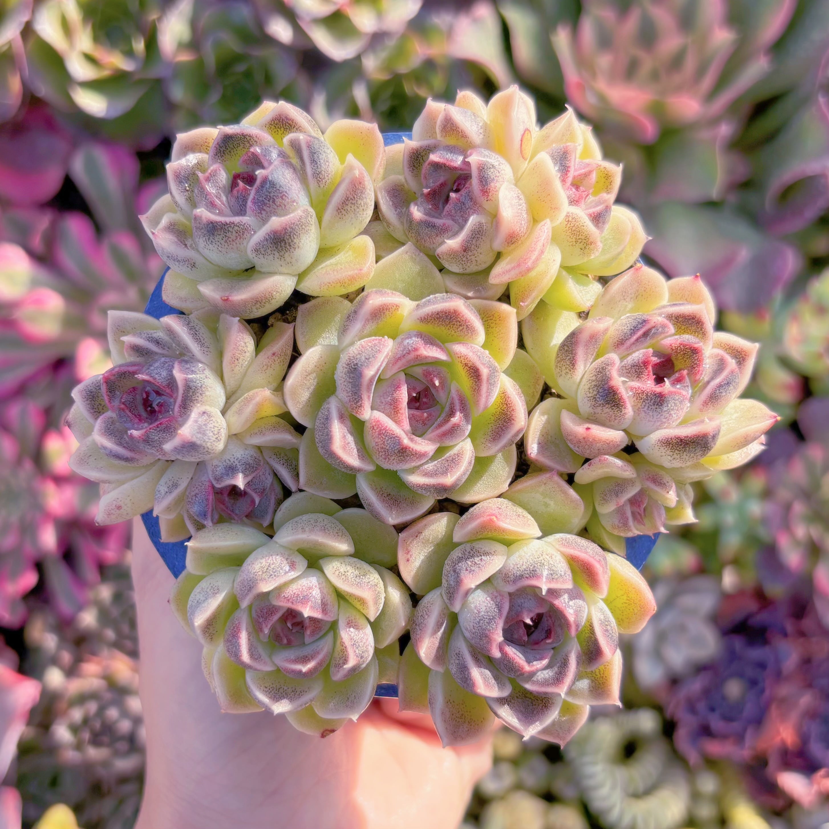 多肉植物　紫晶(7苗)　新入荷　るる農園