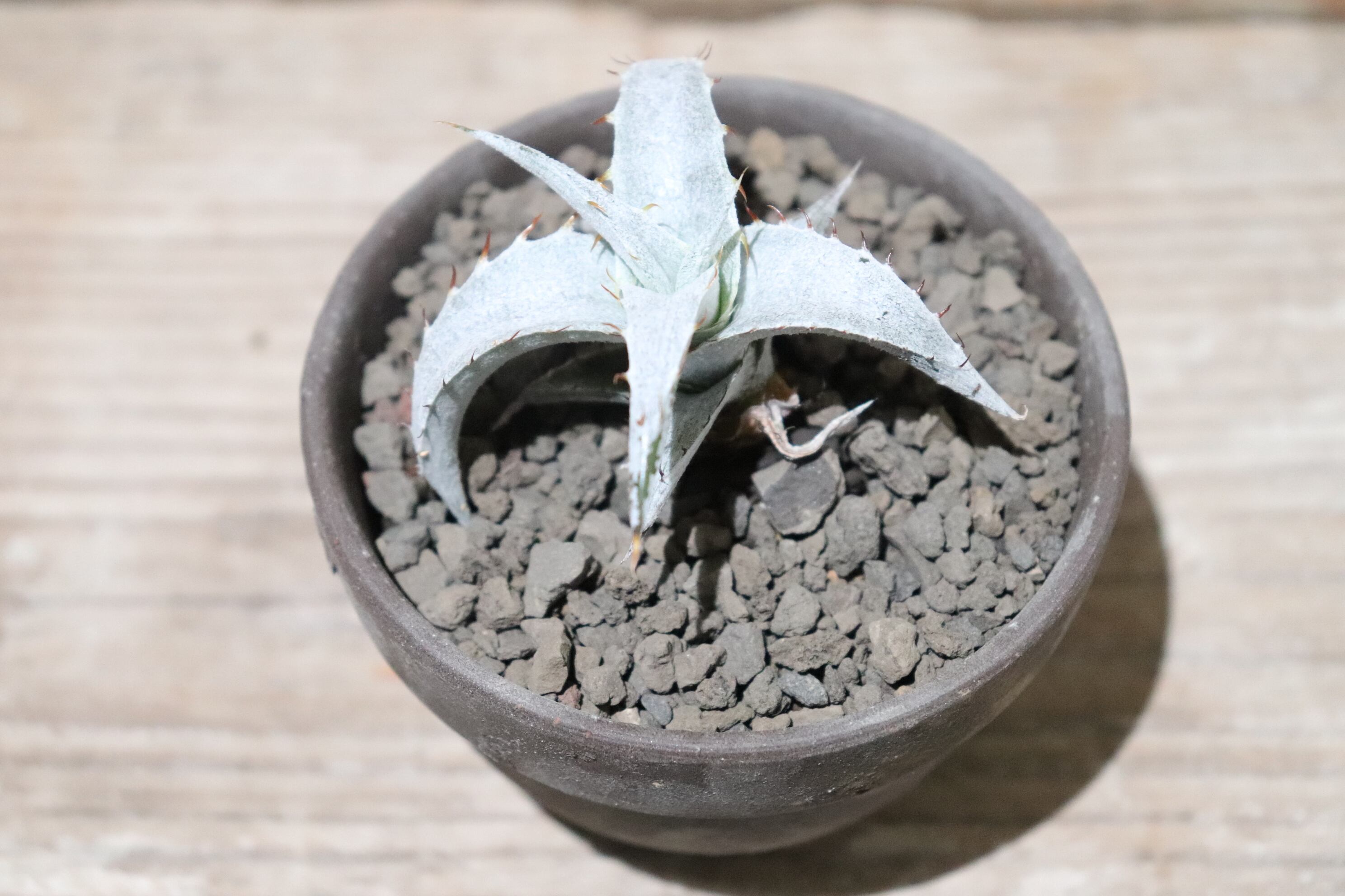 送料無料】braunii seedling〔ディッキア〕現品発送D0358