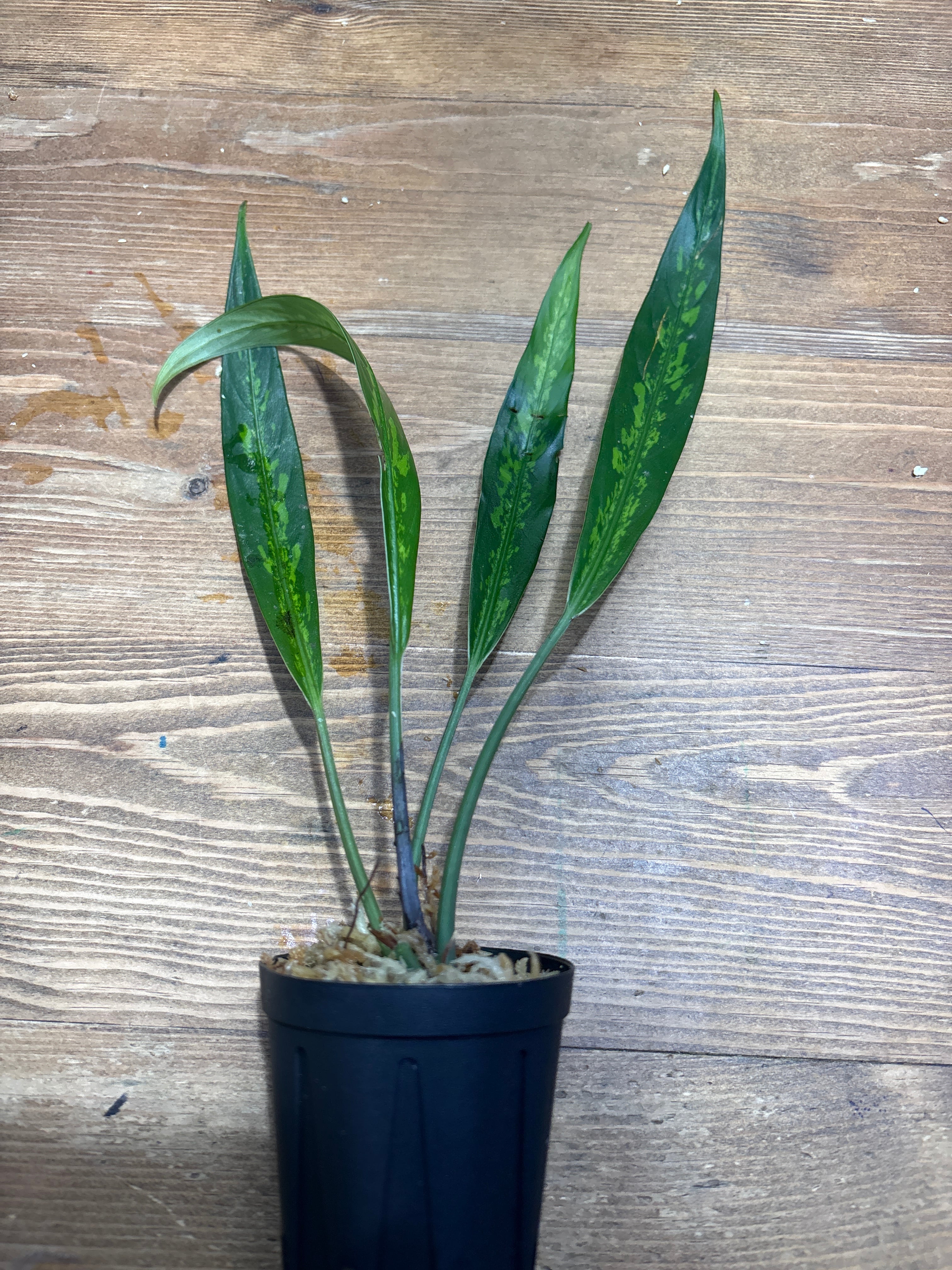 Piptospatha sp. Bau, Sarawak | Plants Base