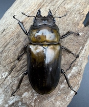 【F0】《ローゼンベルグオウゴンオニクワガタ 71mm ペア》