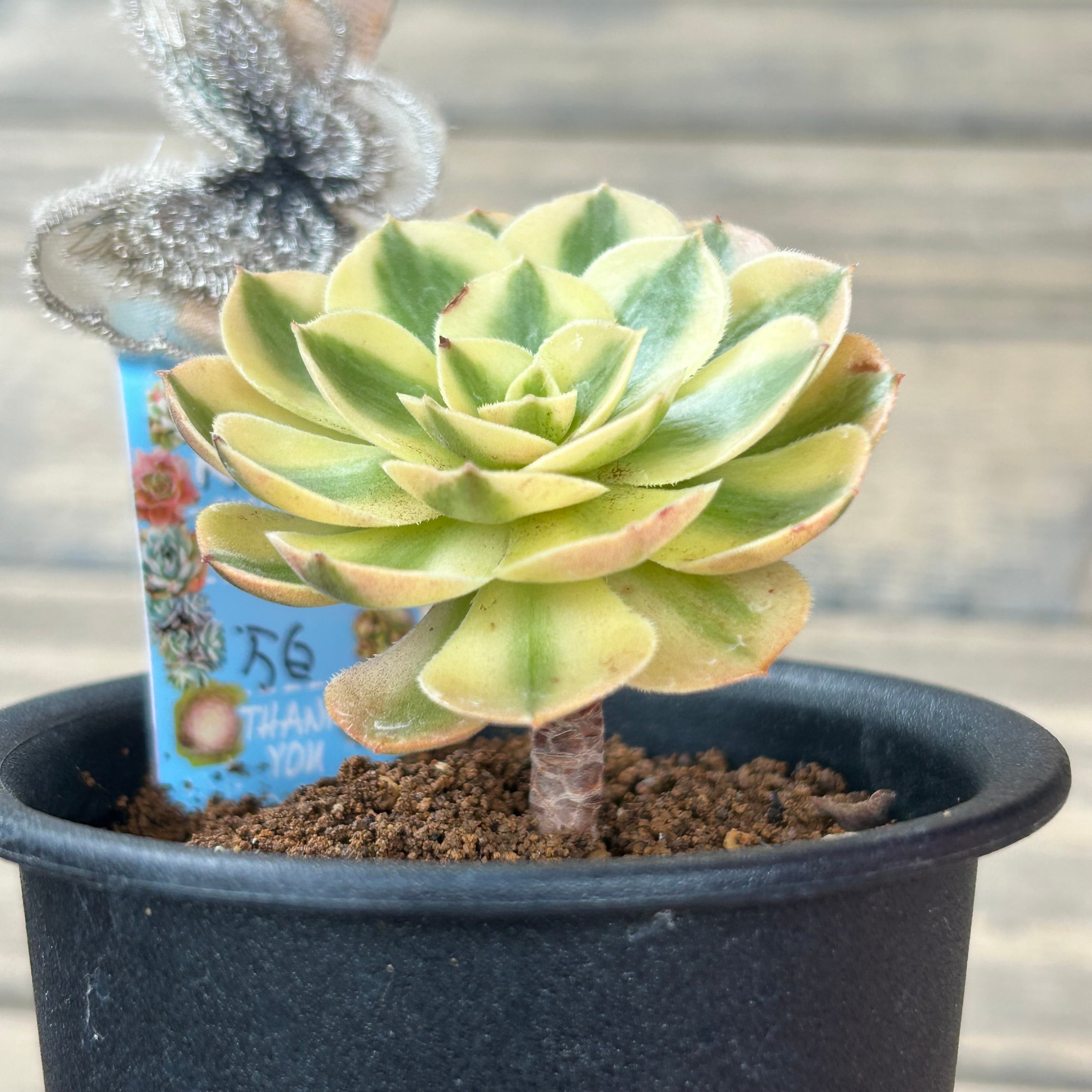 Top【選抜株】多肉植物　264063アエオニウム　マバハ　12個　鉢無し/脱土 taniku-verve_11247