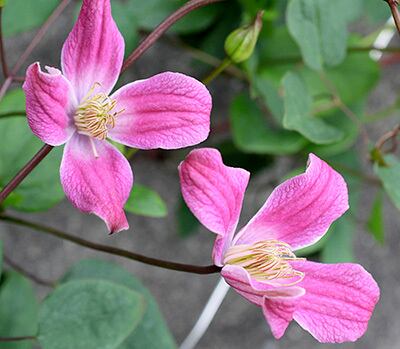 ｷｬｻﾘﾝ・ｸﾗﾝｳｨﾘｱﾑ - ‘Catherine Clanwilliam’ - テキセンシス系　8-20