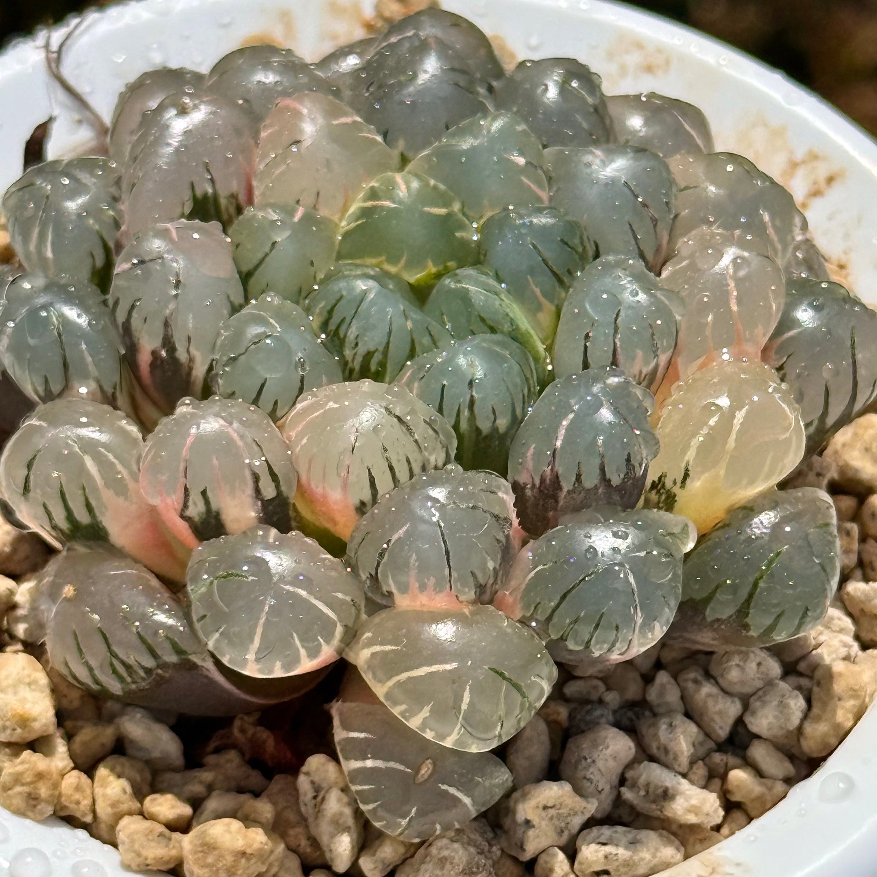 多肉植物 黒銅壺錦 アエオニウム レア 美苗 #黒d2 | PAY ID