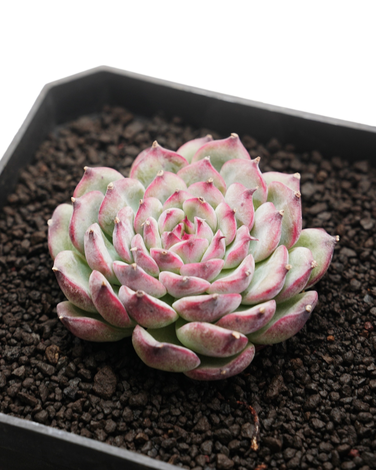 微発根カット苗 マルセル Echeveria 'Marcel'