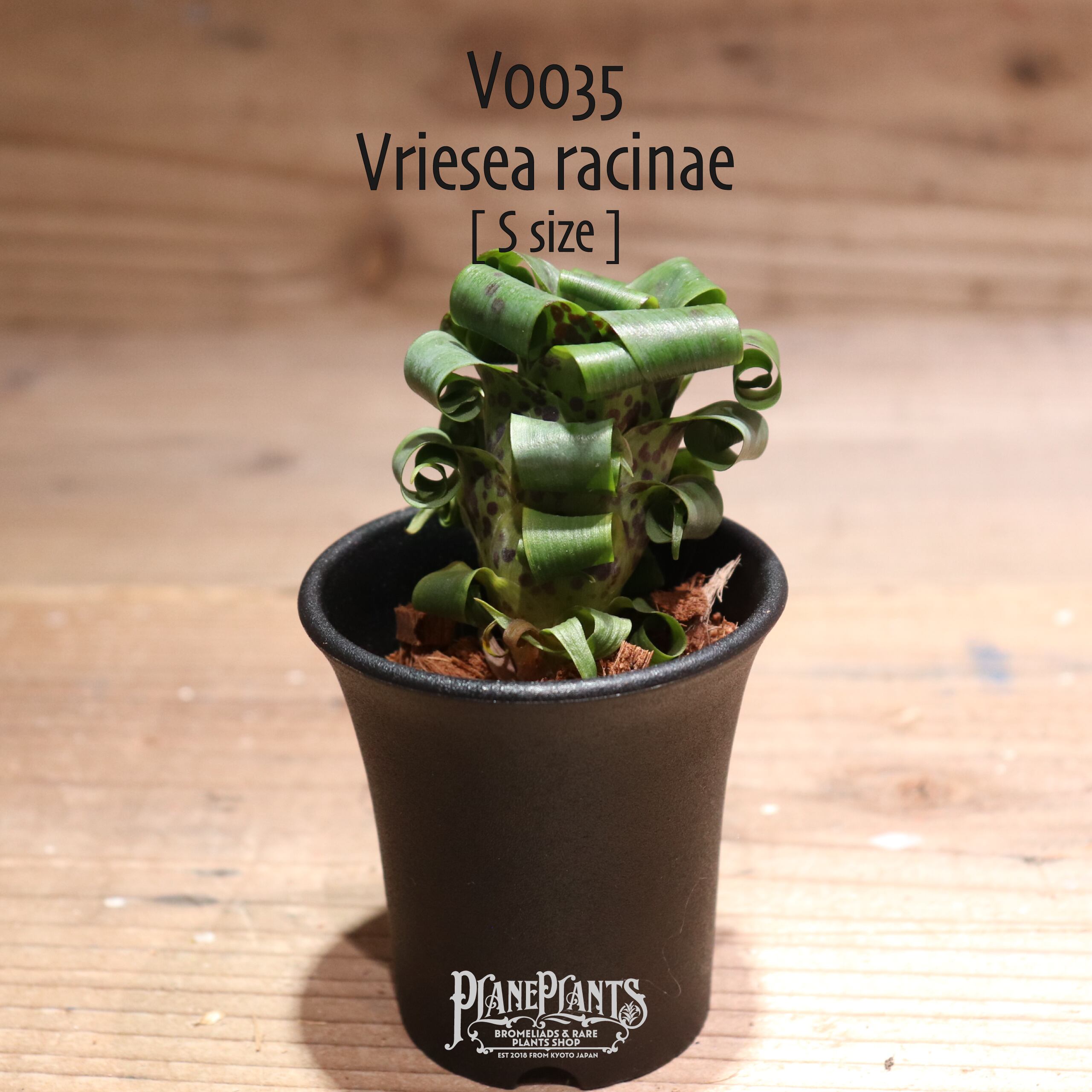 送料無料】xHohenmea 'Dennis Delight'〔ホヘンメア〕現品発送H216