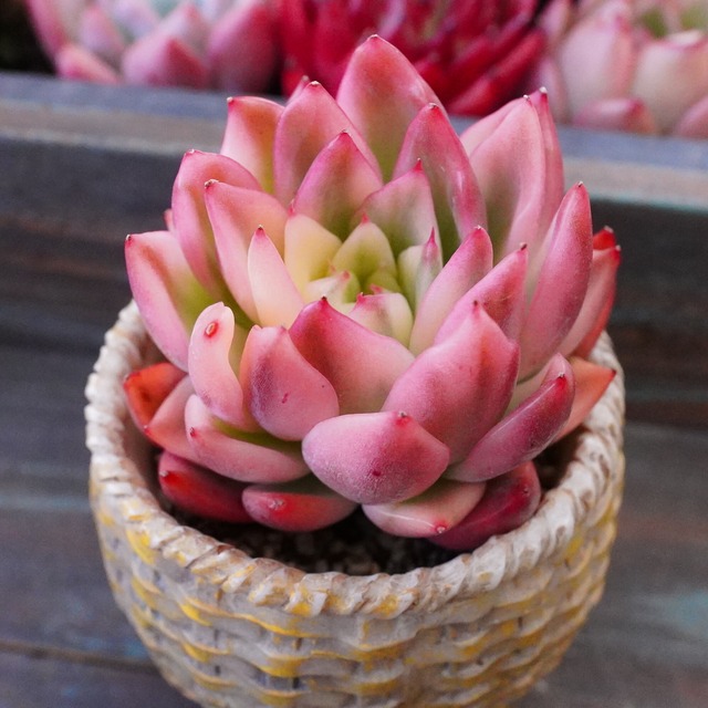 初登場【フロリディティ錦】韓国多肉　極美　オススメ