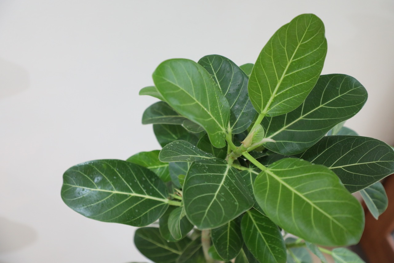 【L/97cm】フィカス ベンガレンシス/Ficus benghalensis