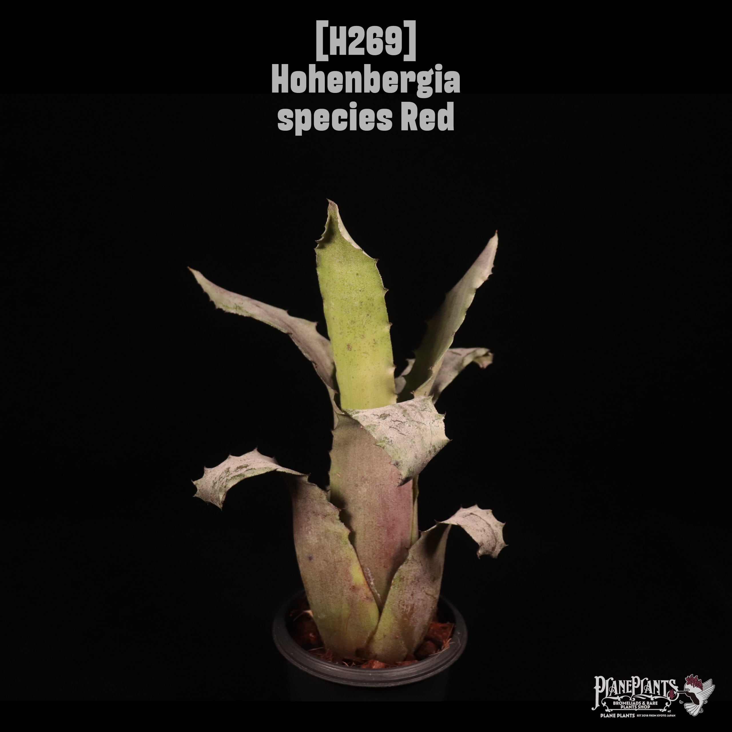 送料無料】 Hohenbergia sp. Sandra's Mountain〔ホヘンベルギア〕現品