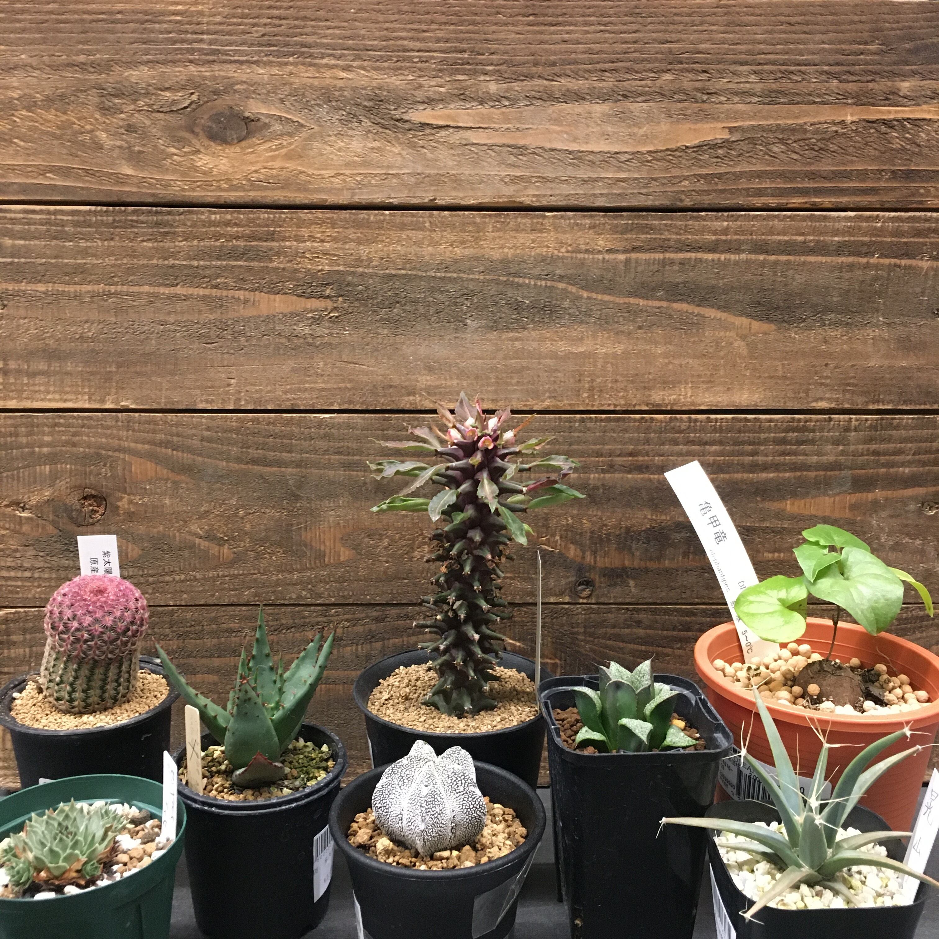サボテン1 80円 【公式通販】